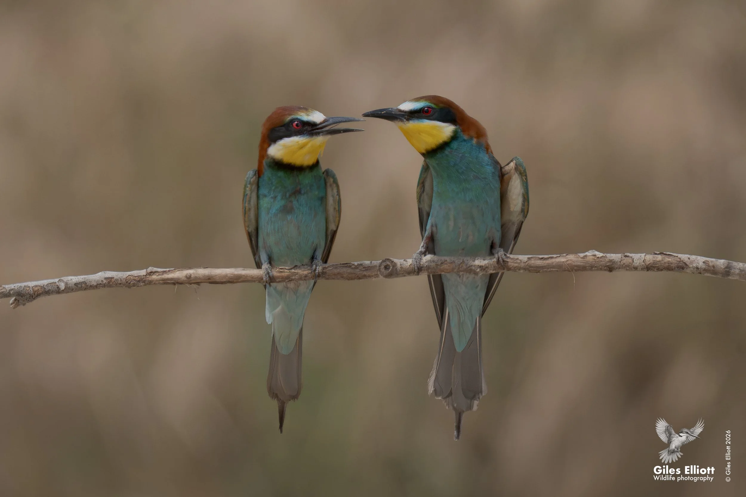 Getting to know each other