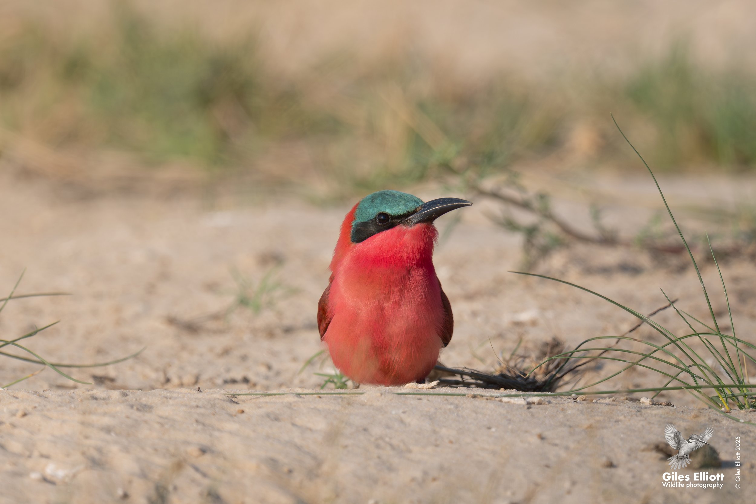 Southern Carmine Bee-eater