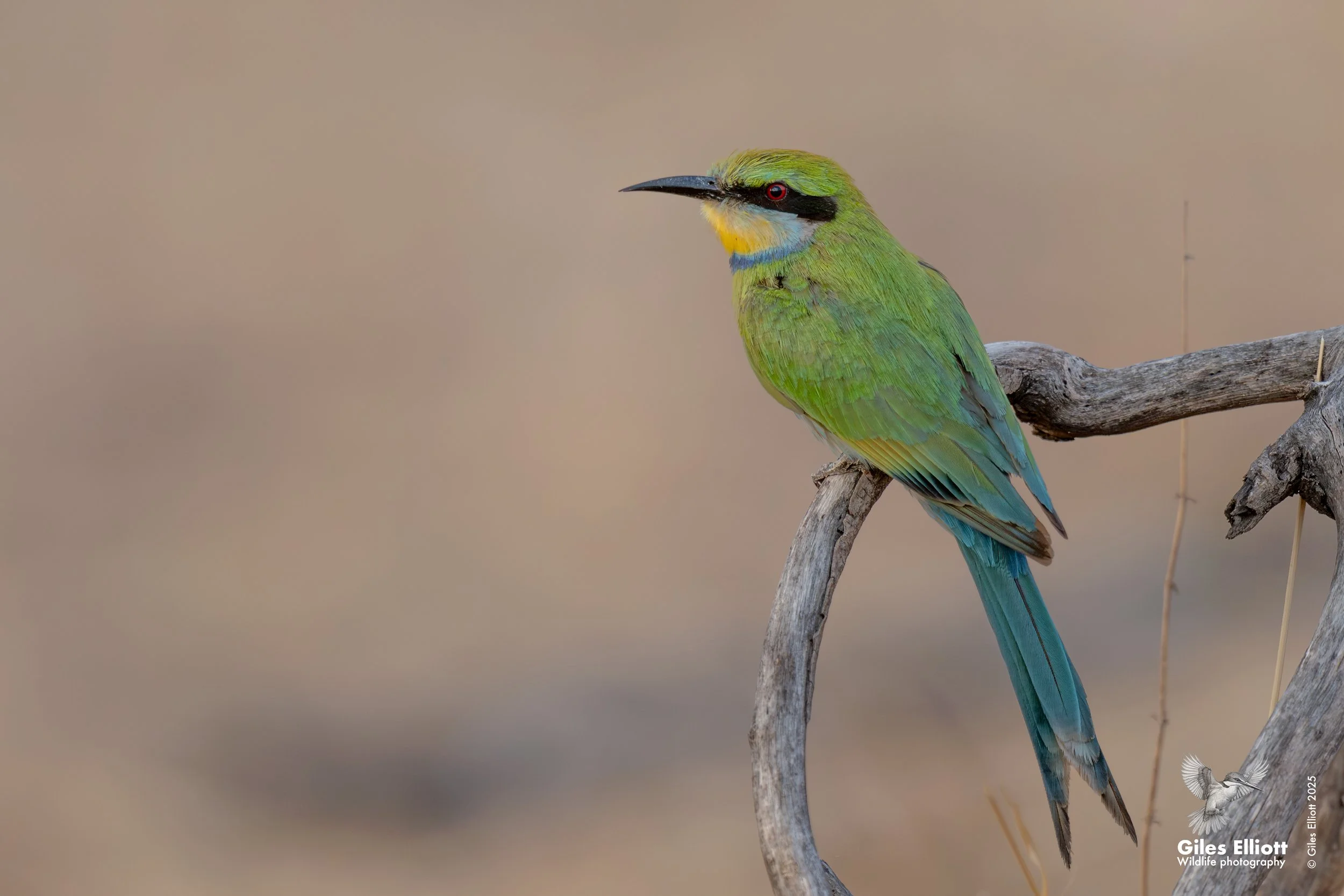 Swallow-tailed bee-eater. Chobe, River, Botswana. October  2025.
