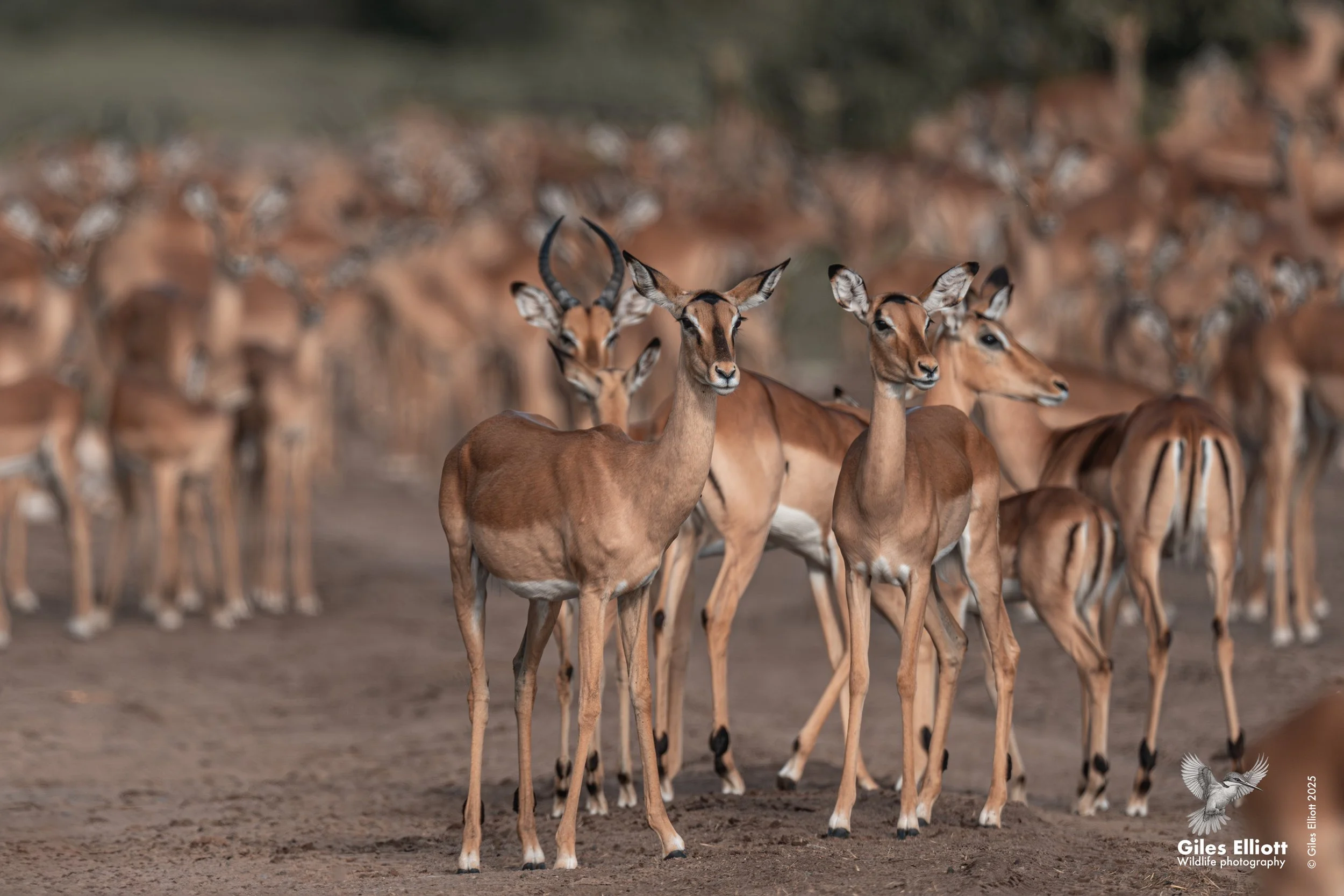 A large group of impalas, a type of antelope, gathered together on a dirt surface in a natural habitat, with some looking toward the camera and others facing different directions.