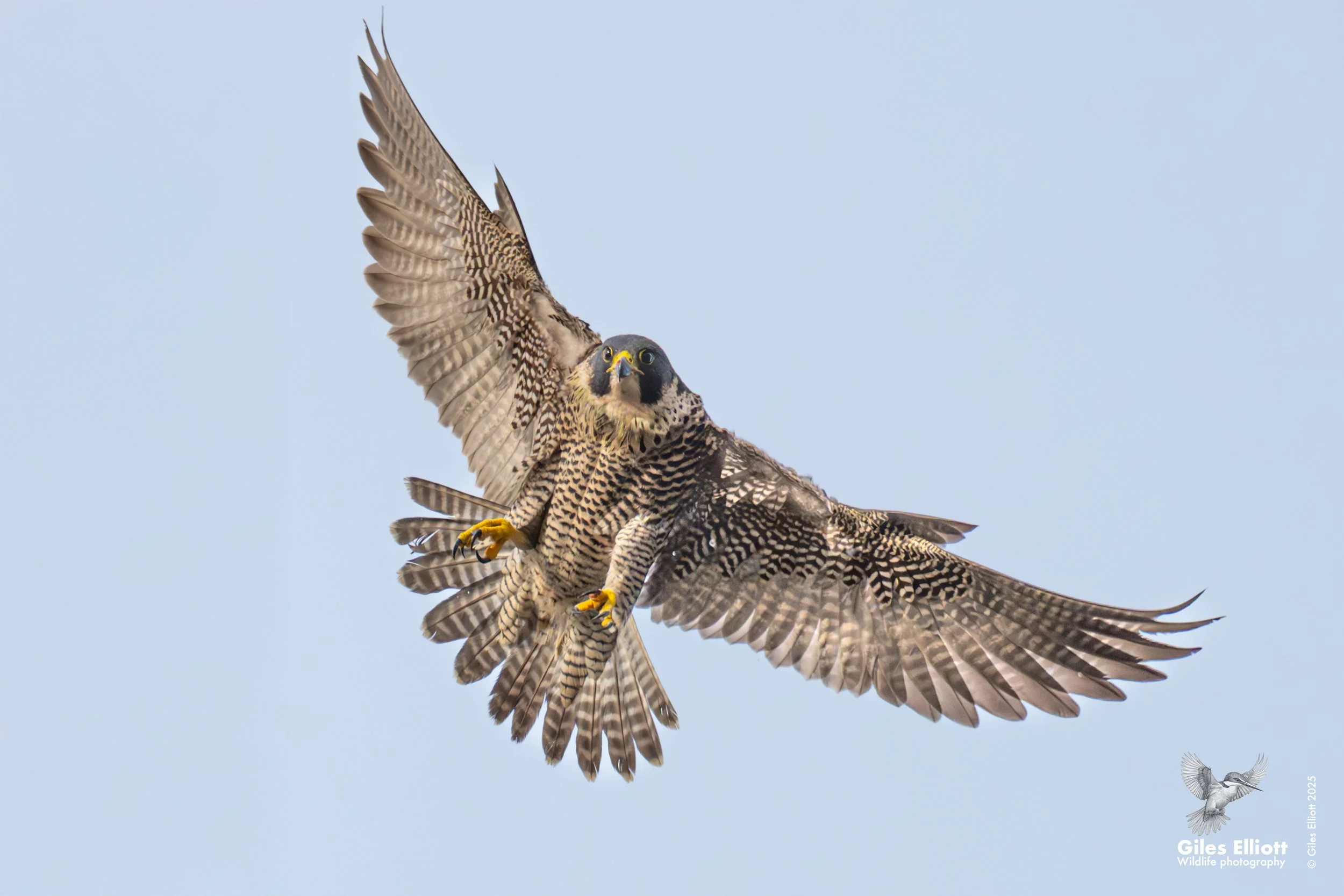Peregrine falcon