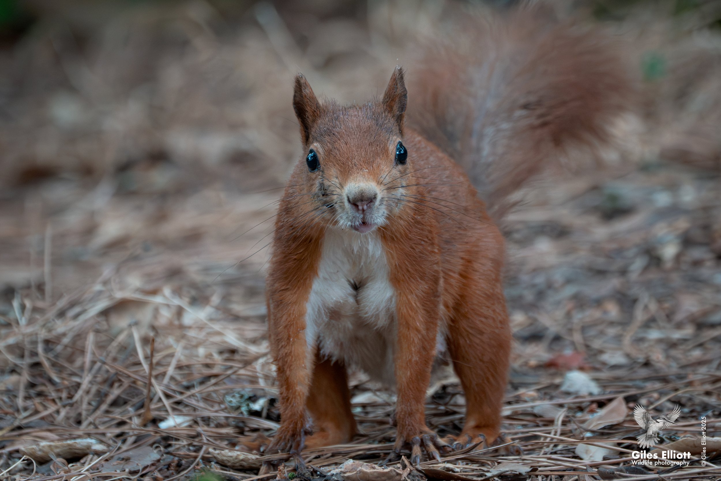Red squirrel