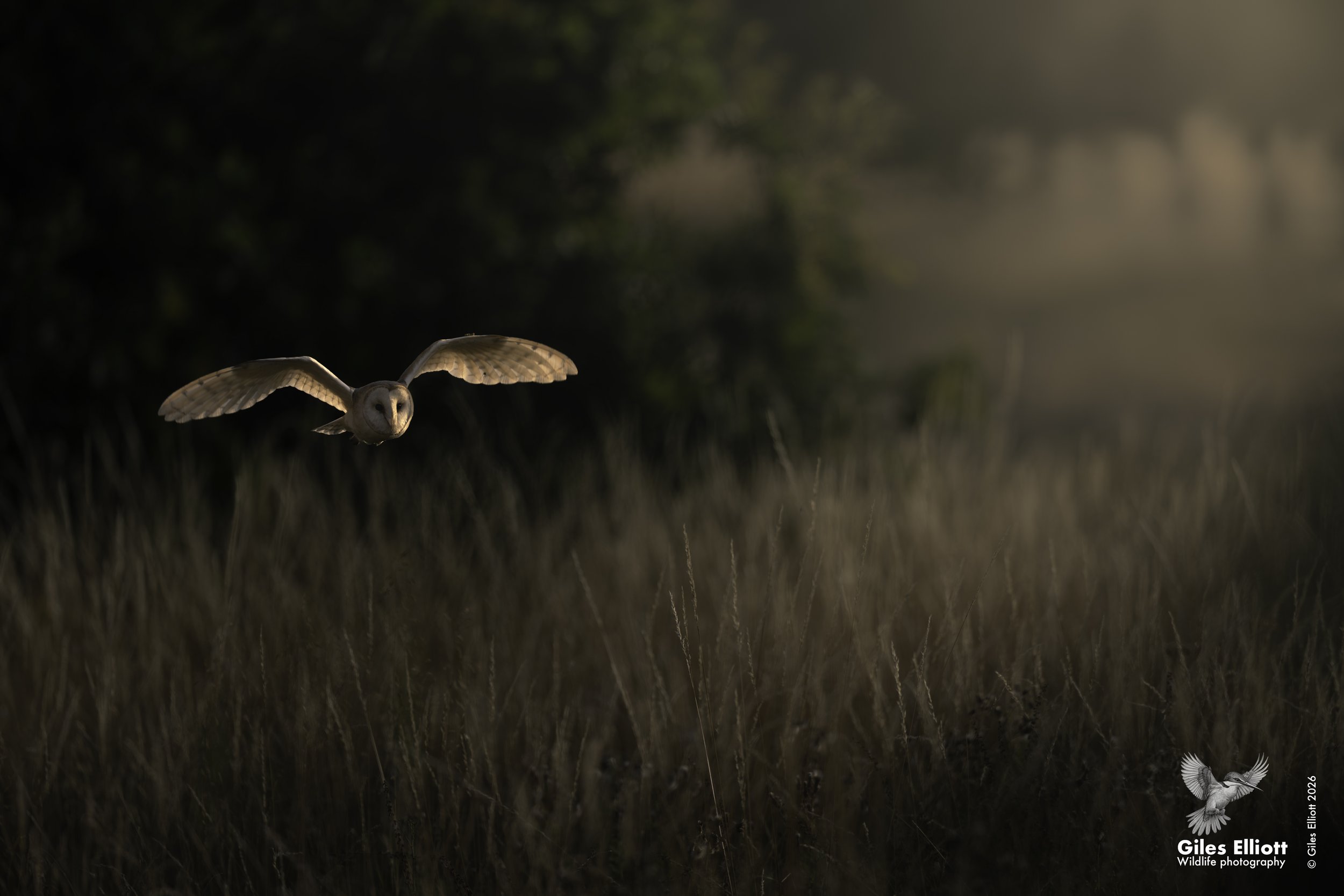 Barn owl