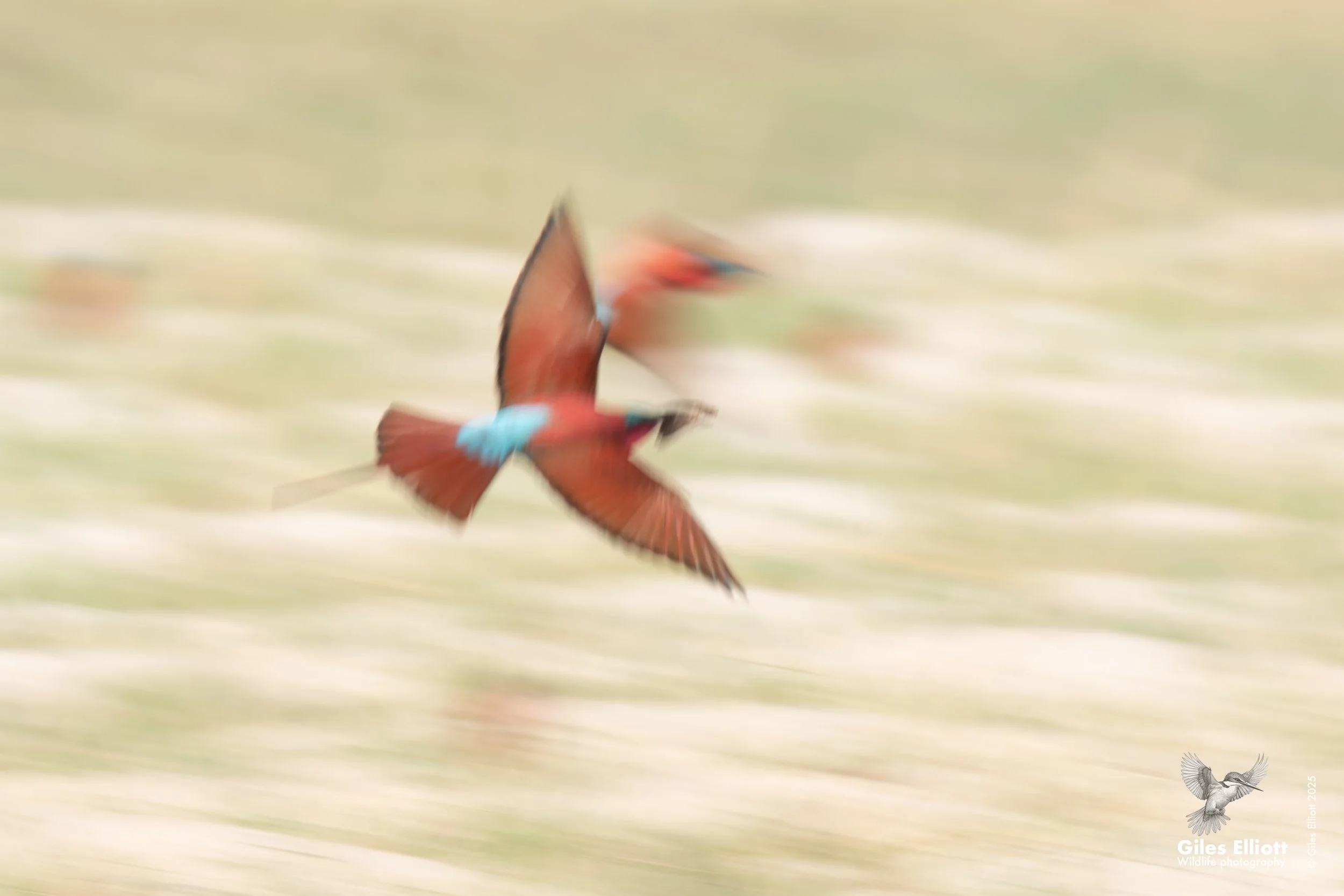 Southern Carmine Bee-eater