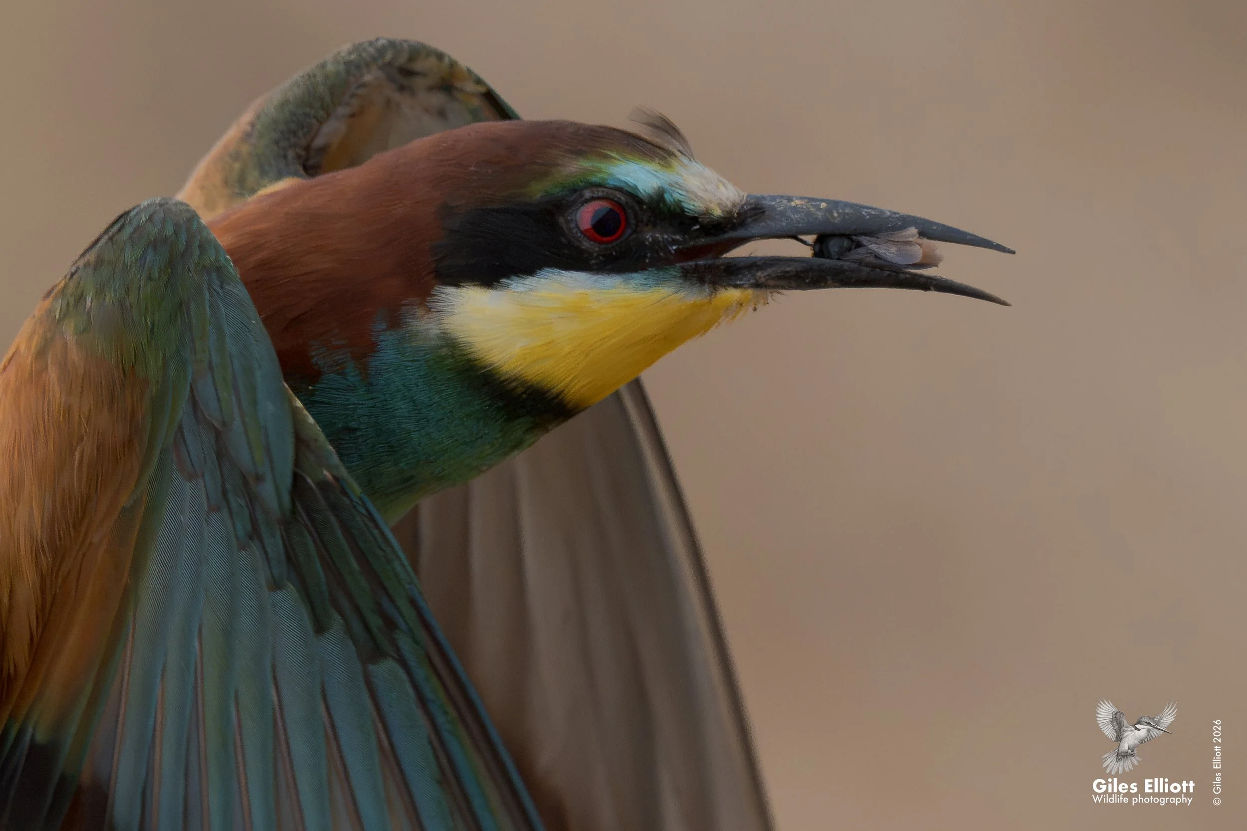 European bee-eater