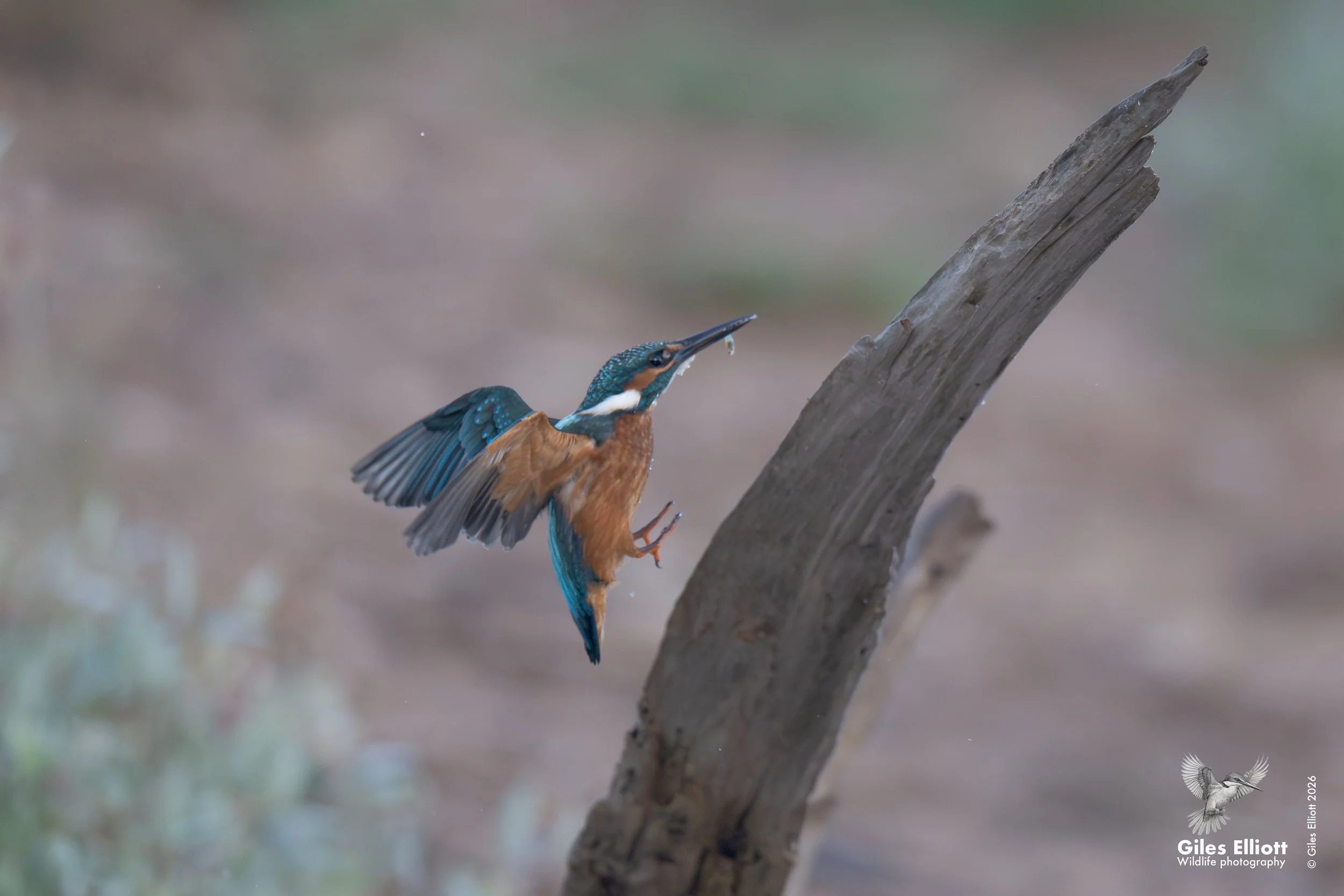 European kingfisher