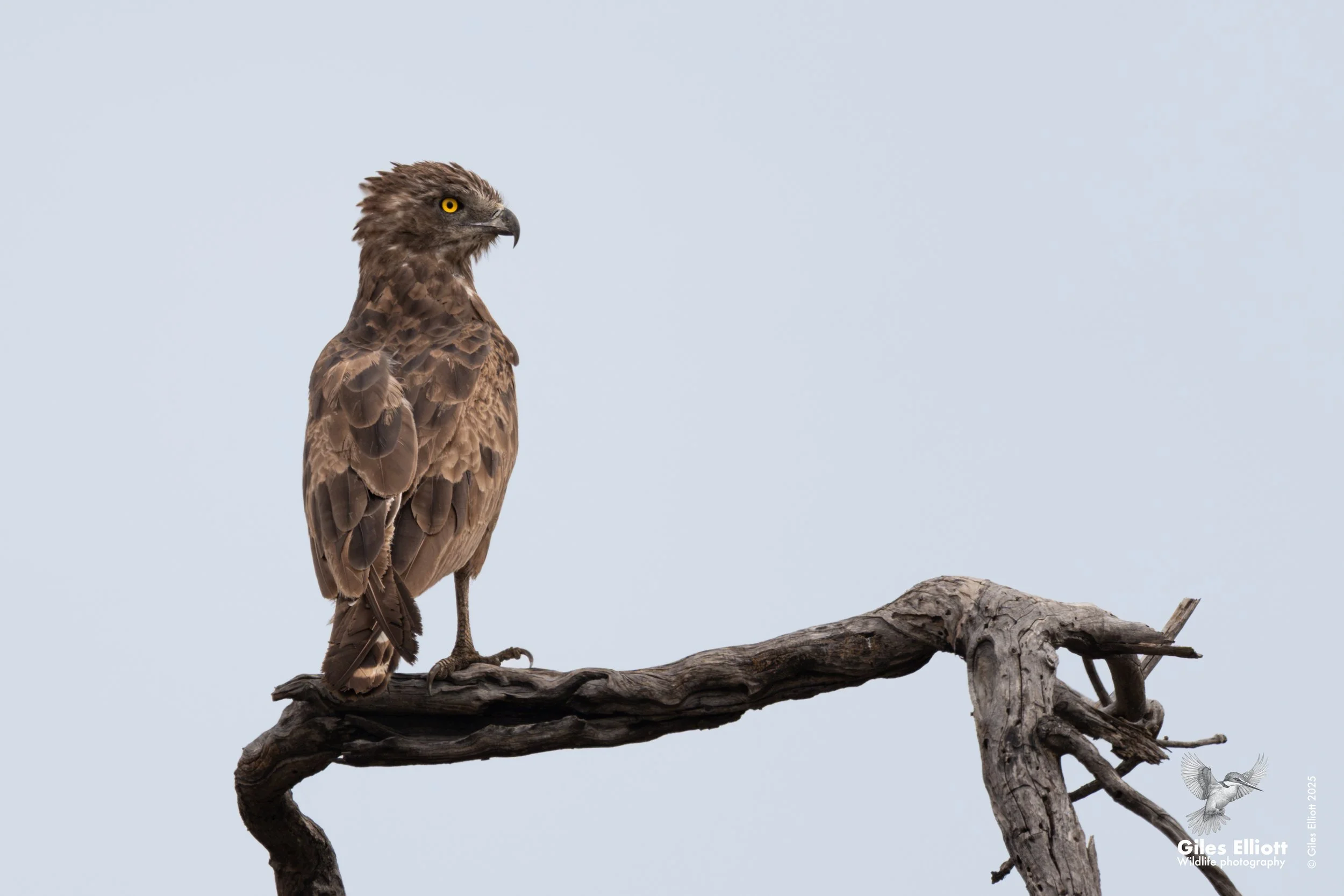 Brown snake eagle