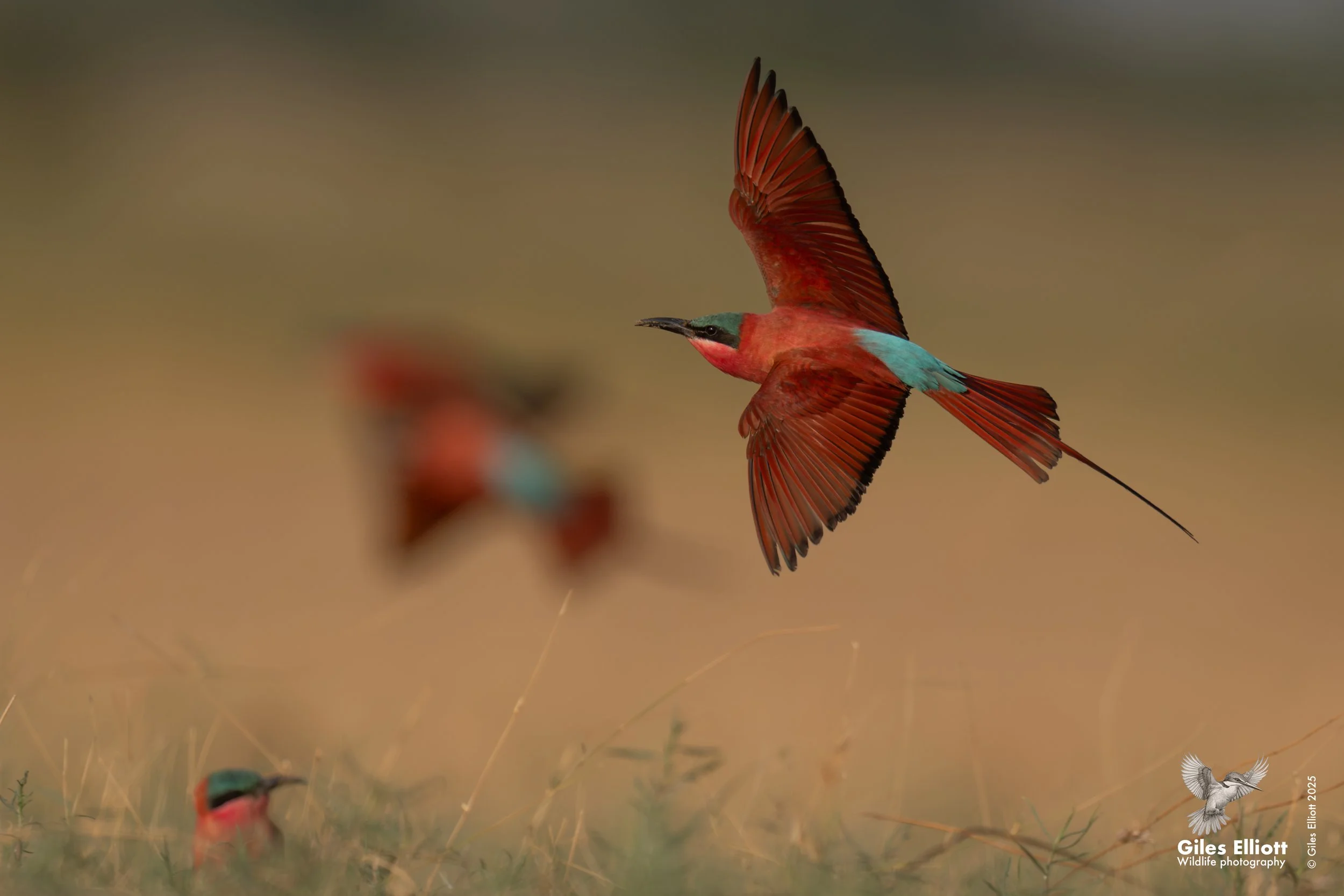 Southern Carmine Bee-eater