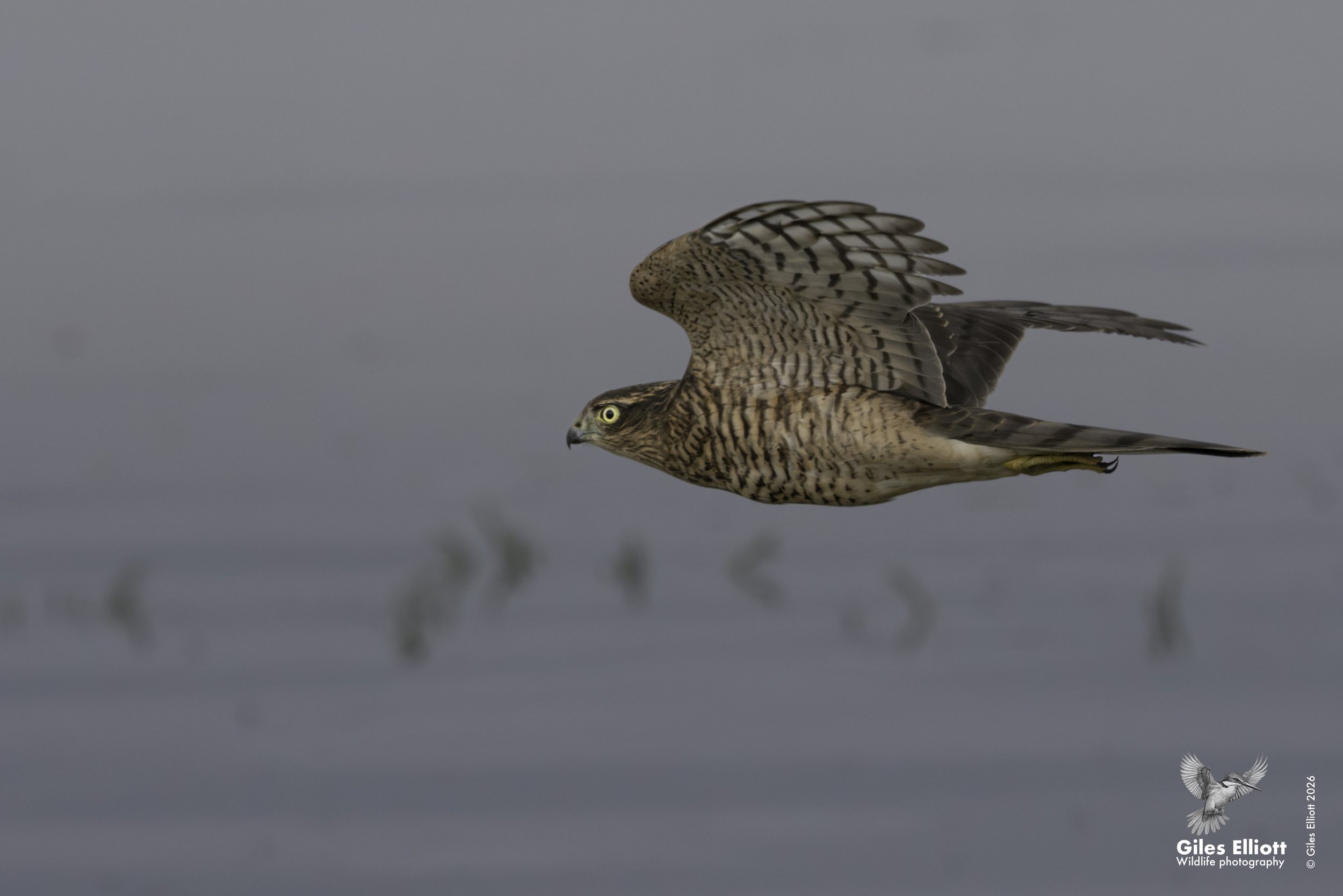 Sparrow hawk