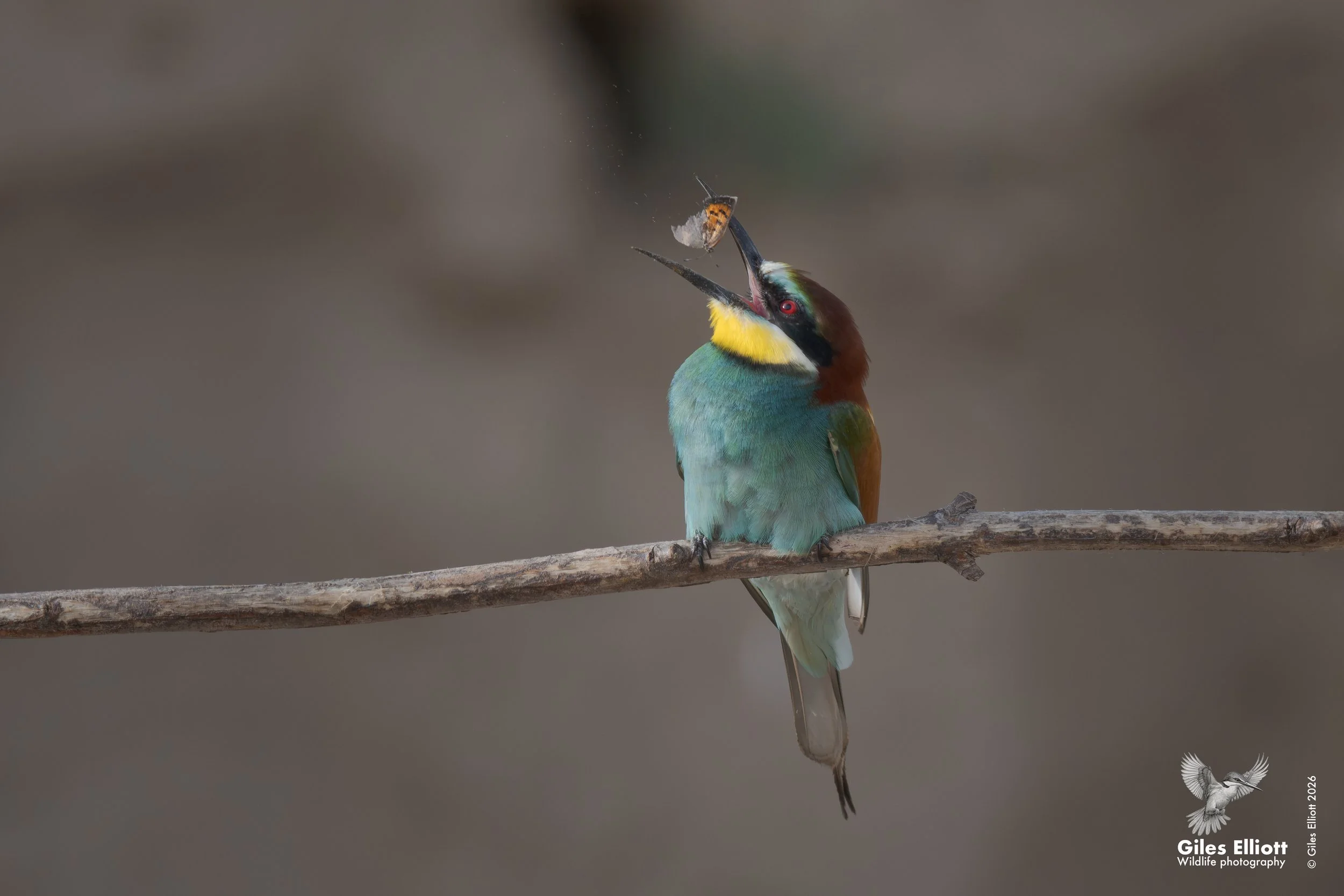bee eaters 41.jpg