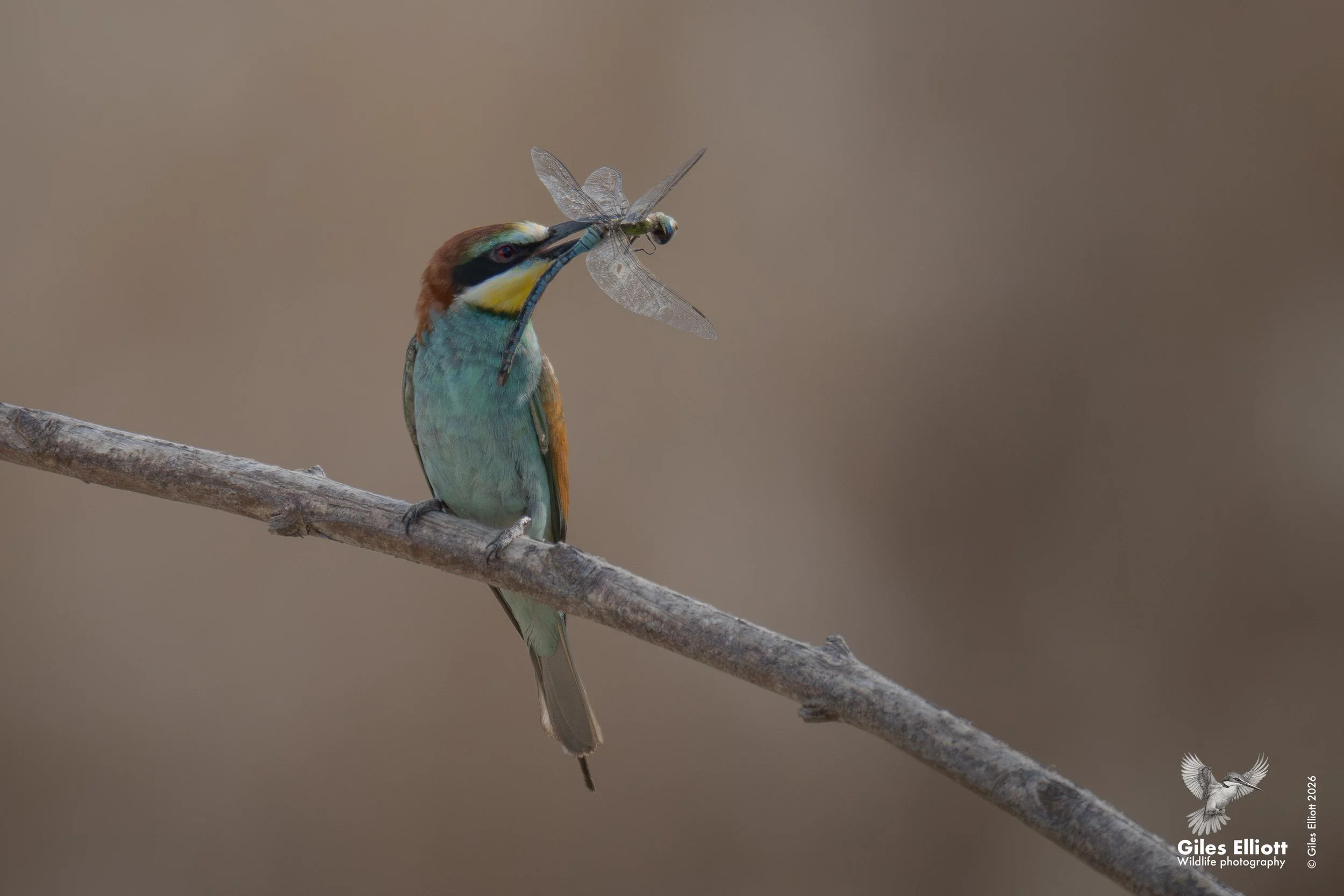 bee eaters 63.jpg