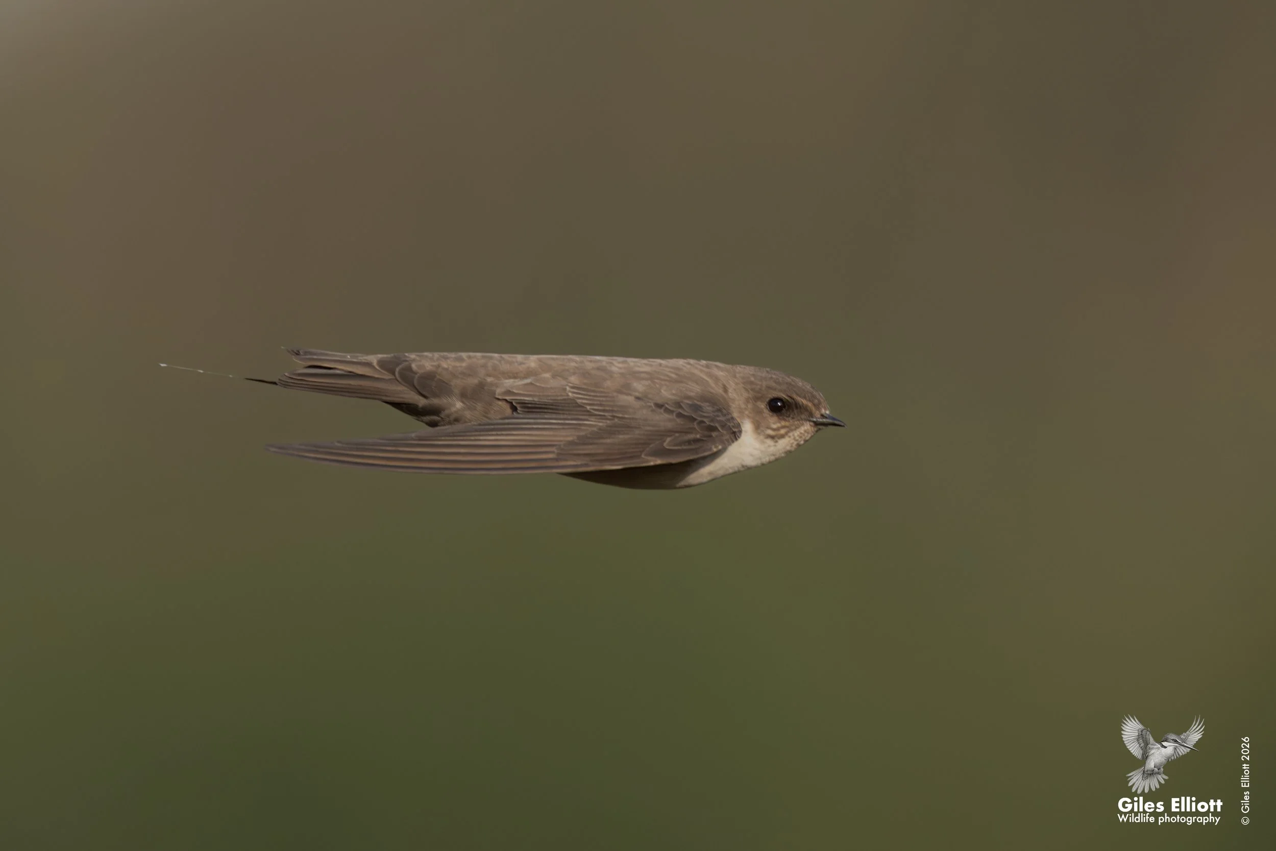 Sand martin