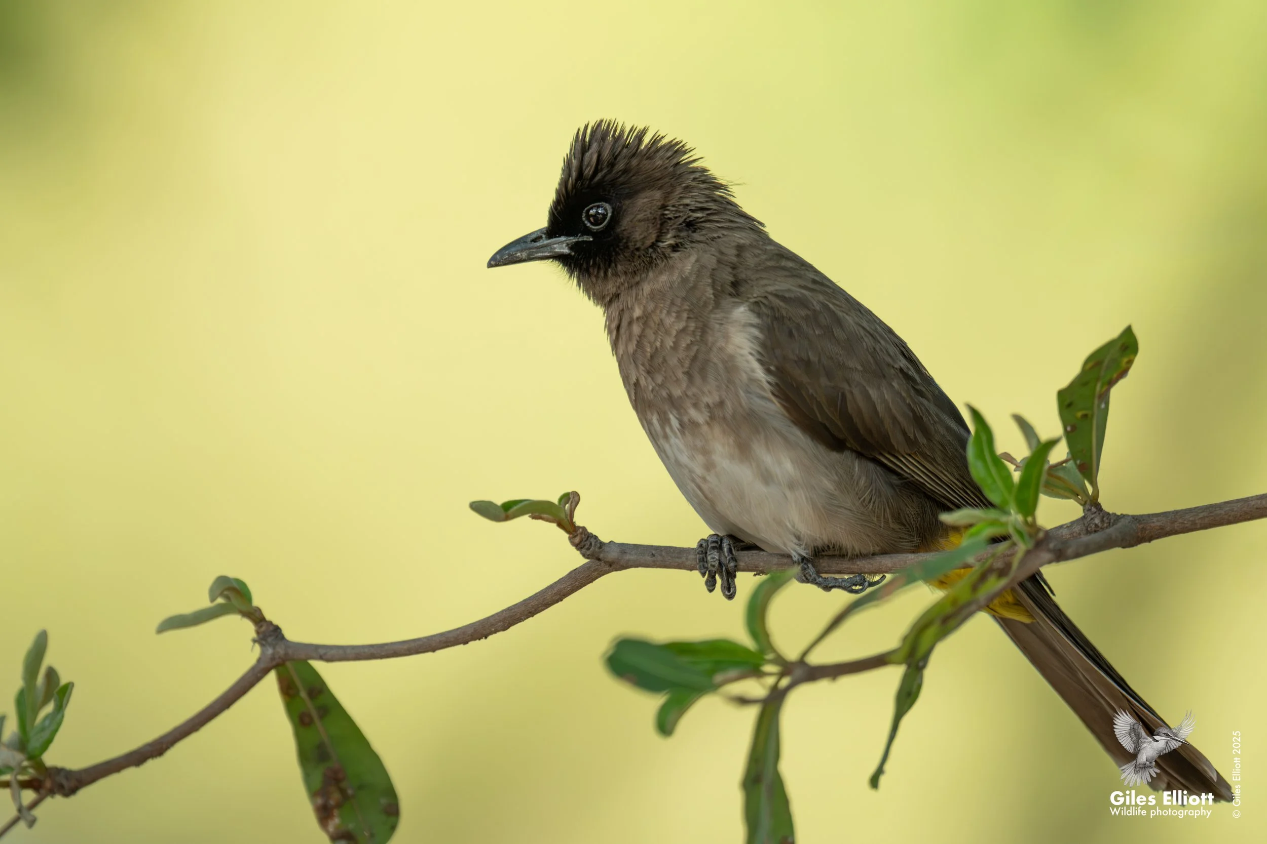 Dark-capped bulbul