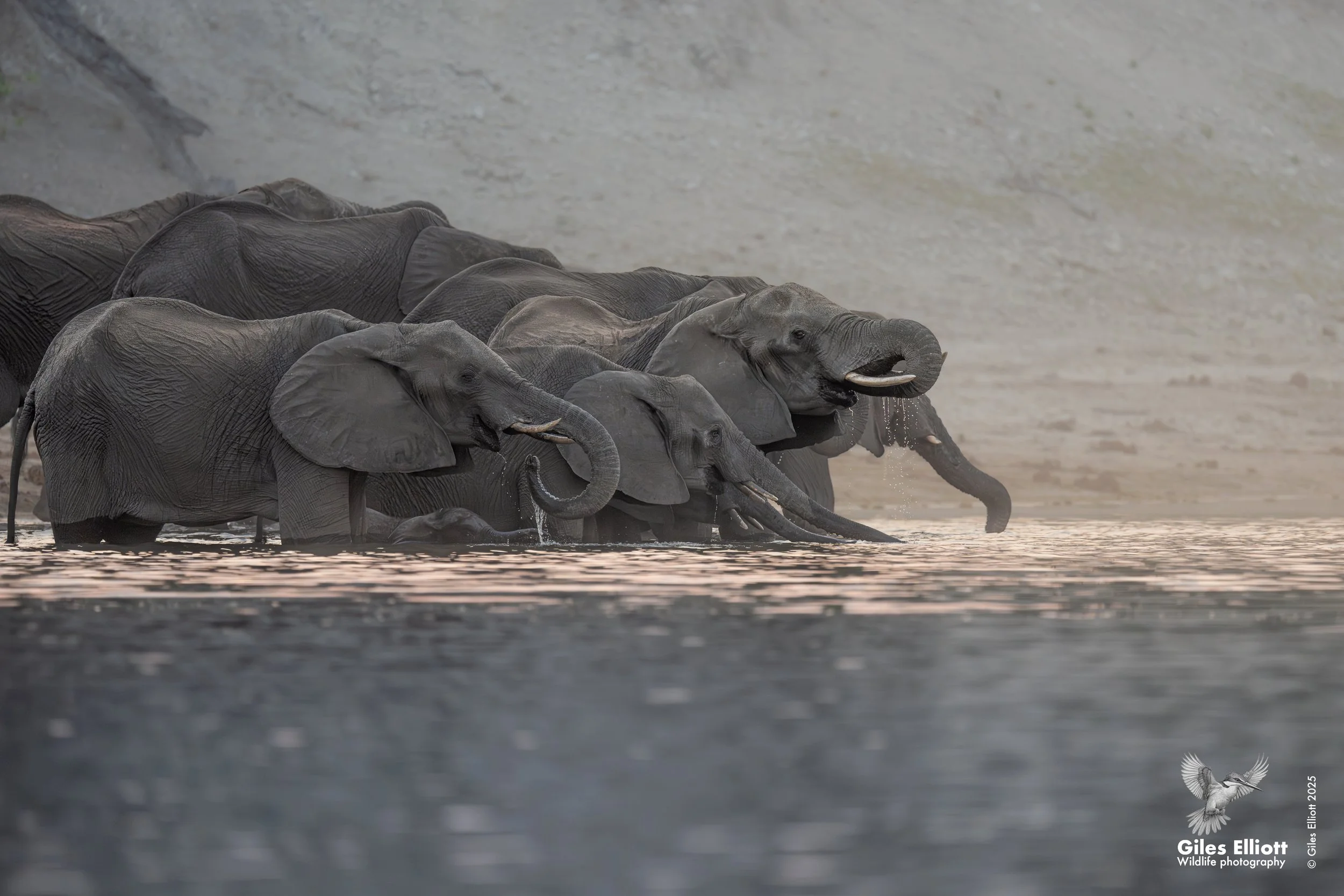 eles in water.jpg