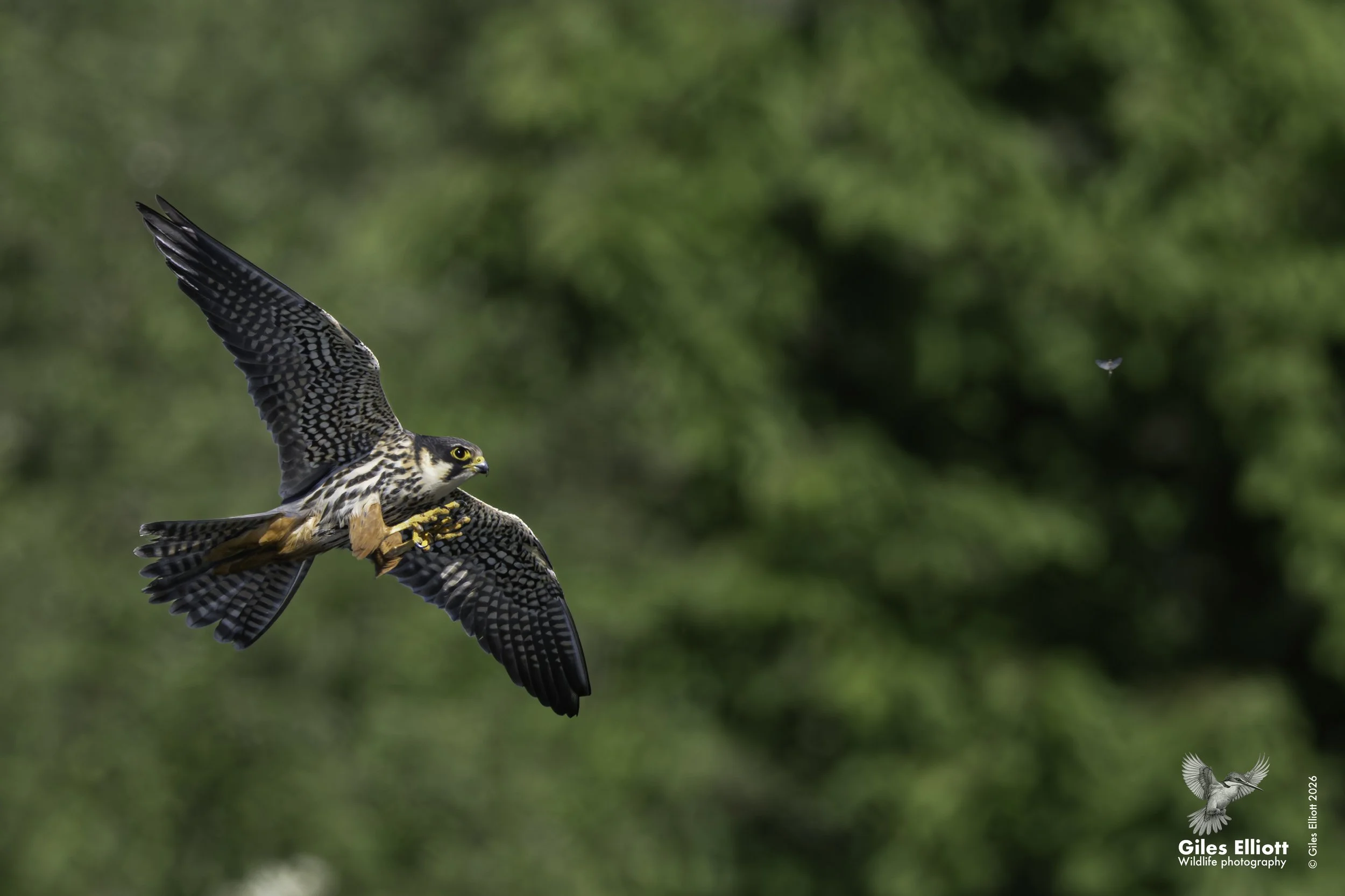 Hobby