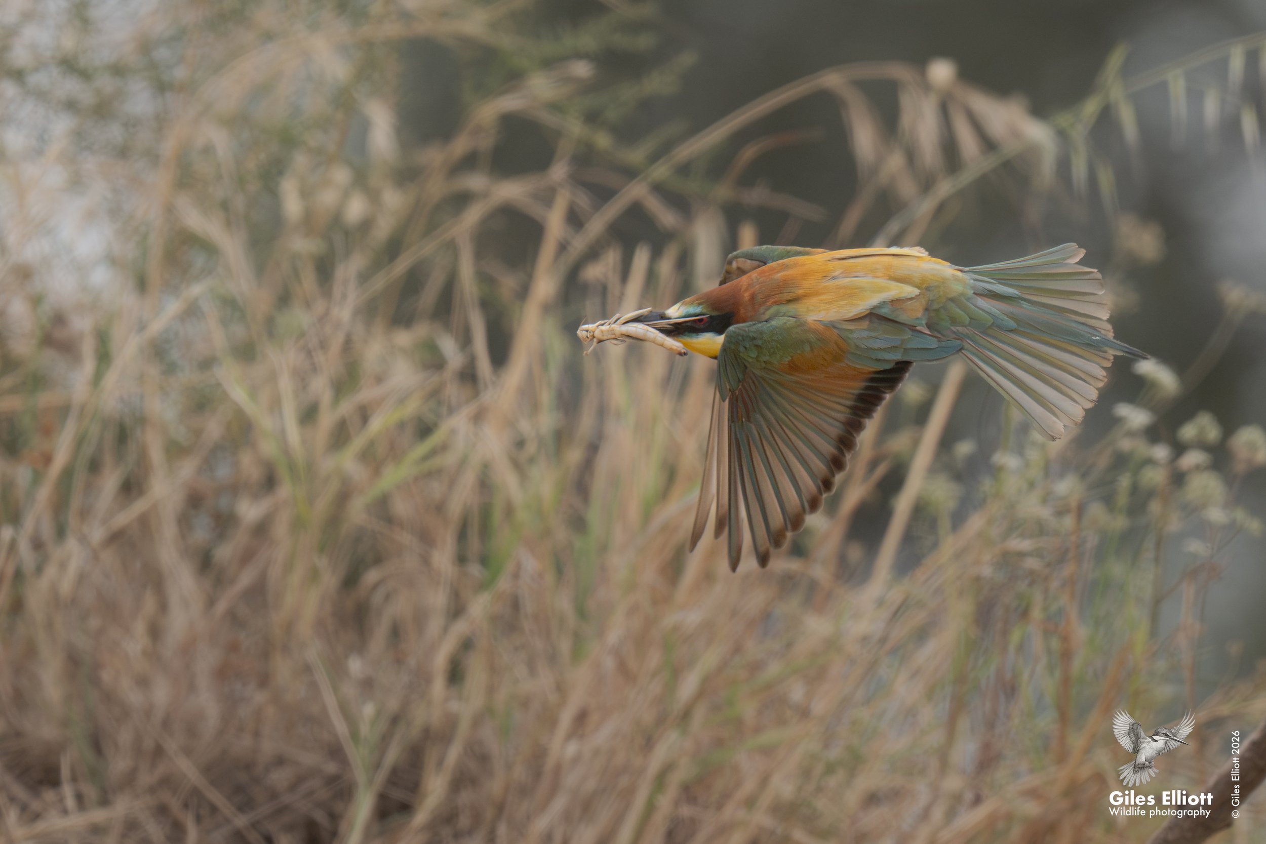 bee eaters 57.jpg