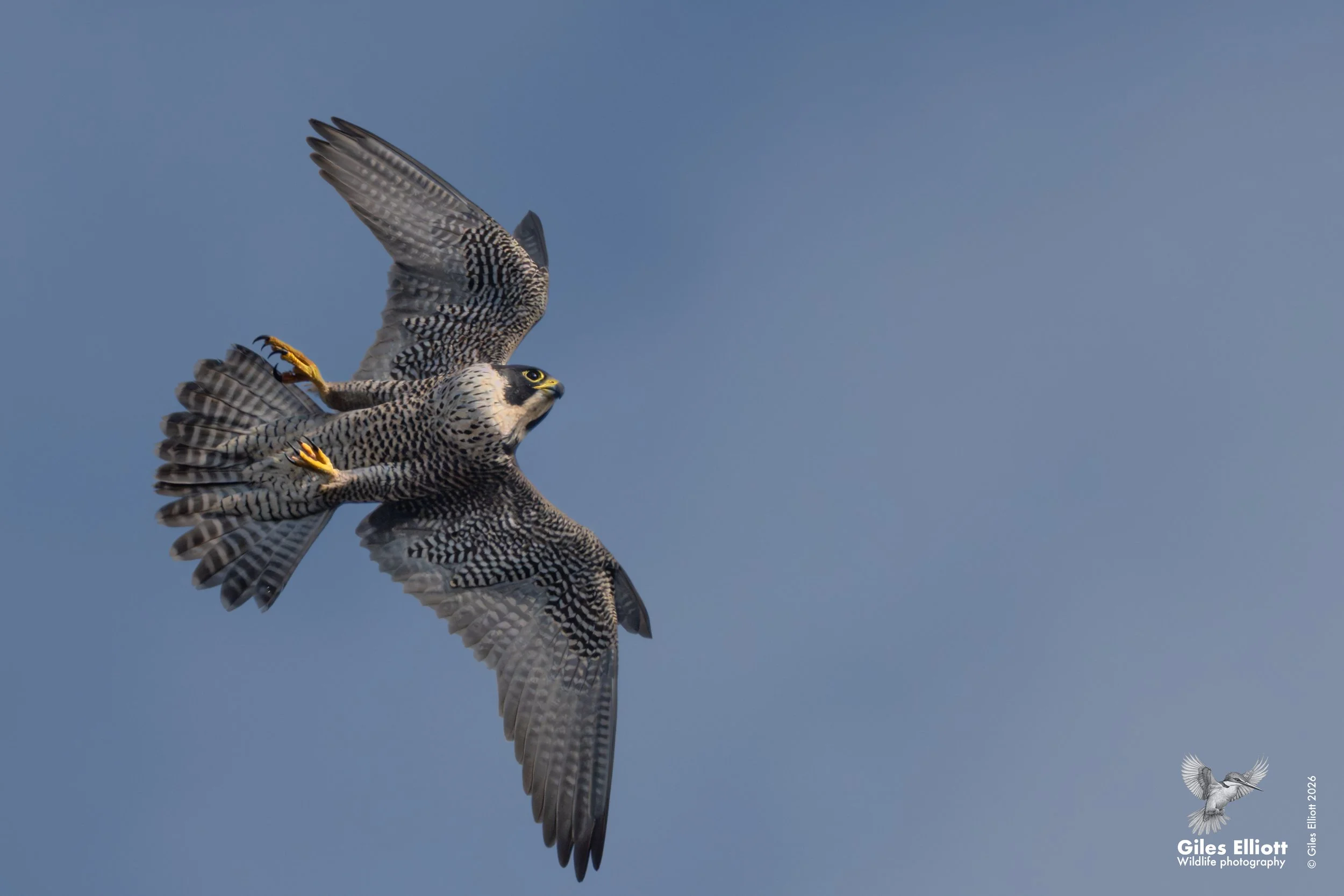 Peregrine falcon
