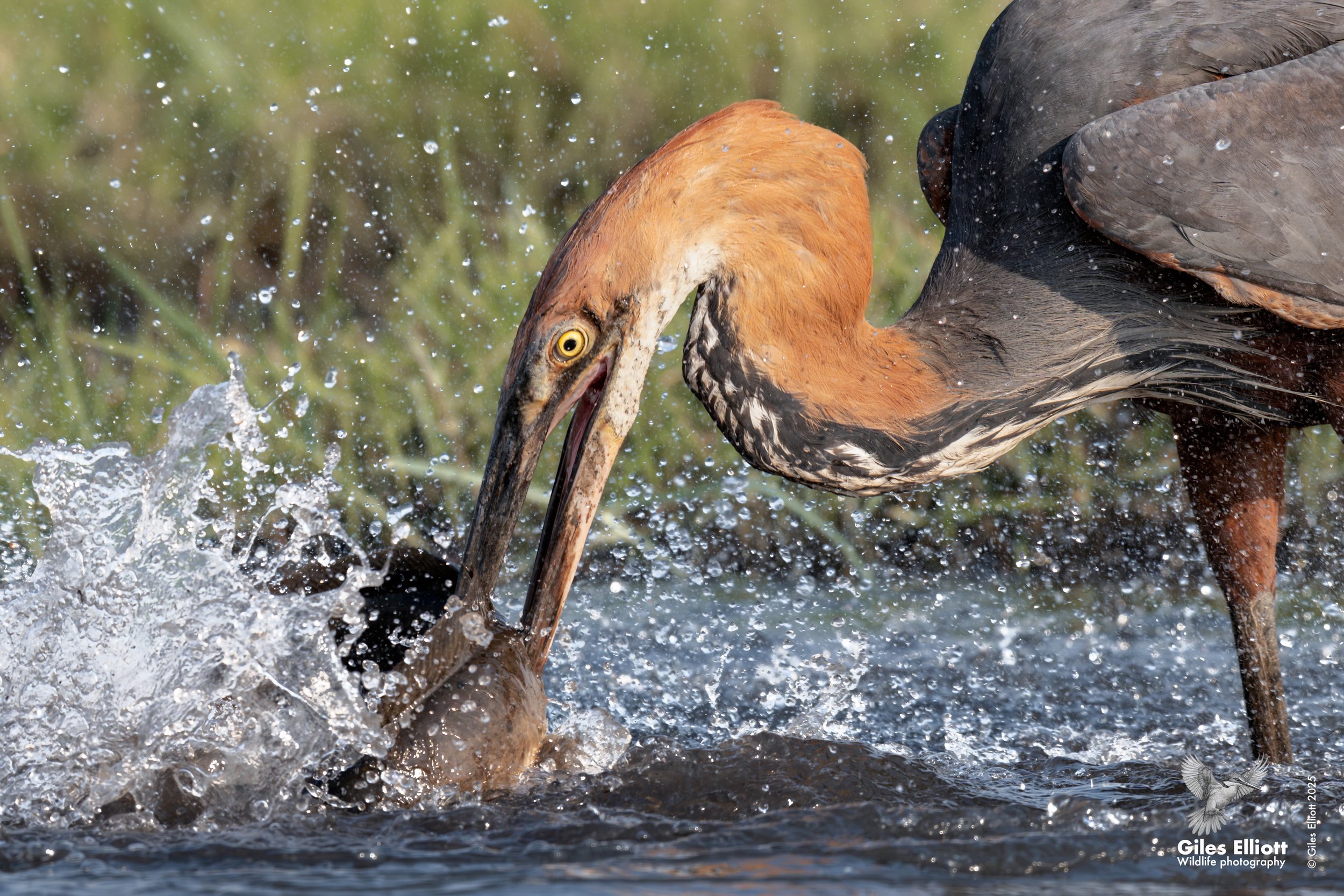Goliath Heron