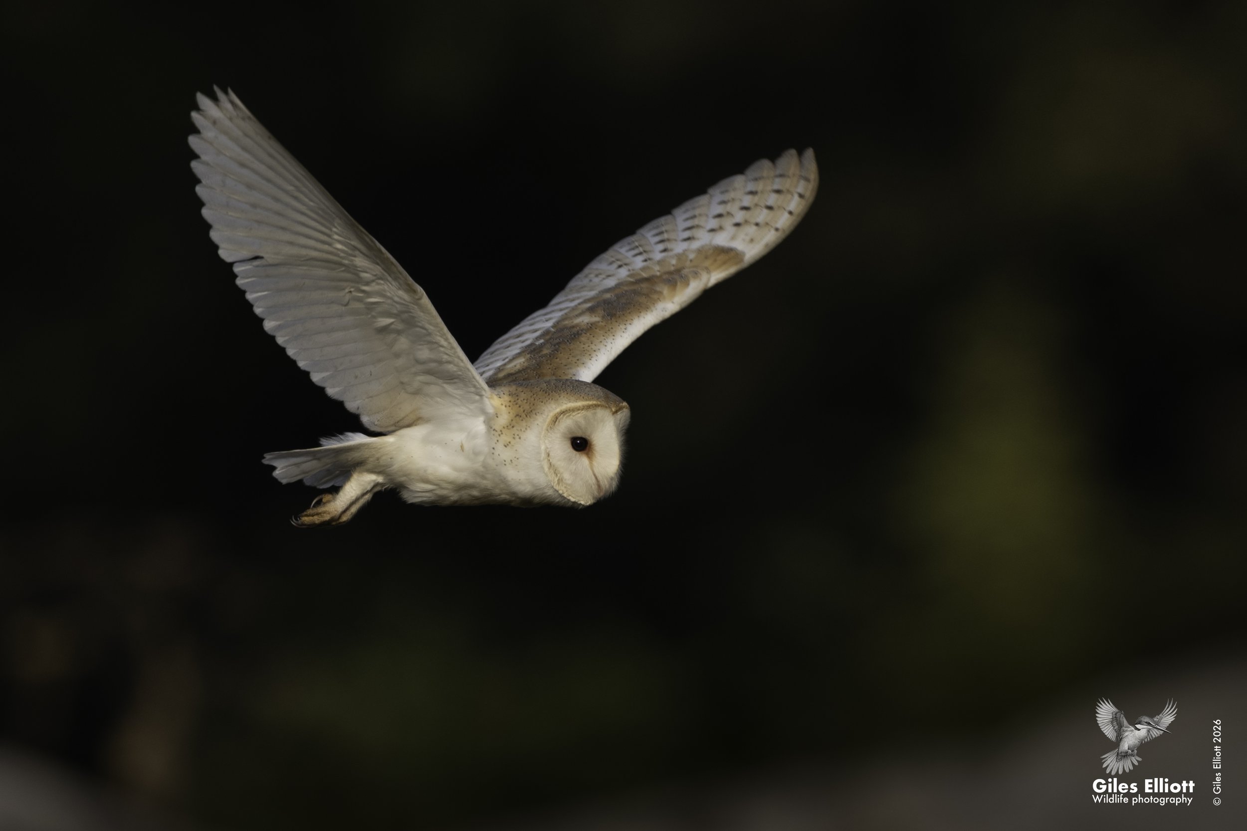 Barn owl
