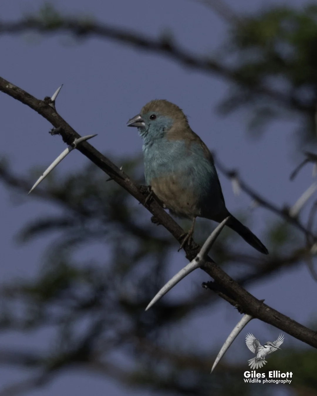 Blue waxbill
