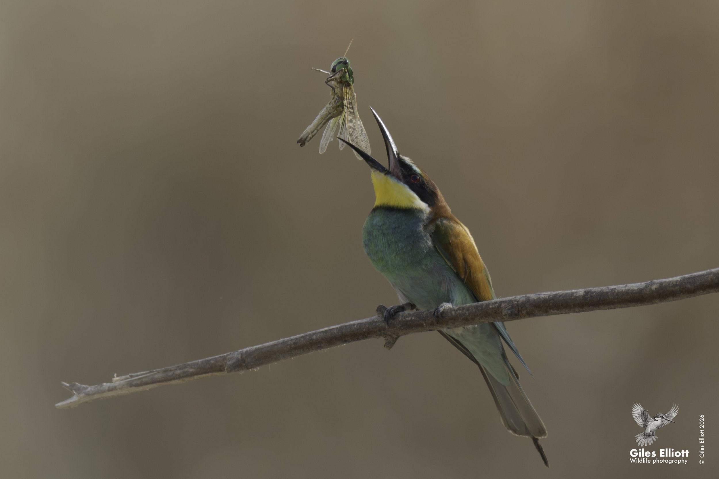 European bee-eater
