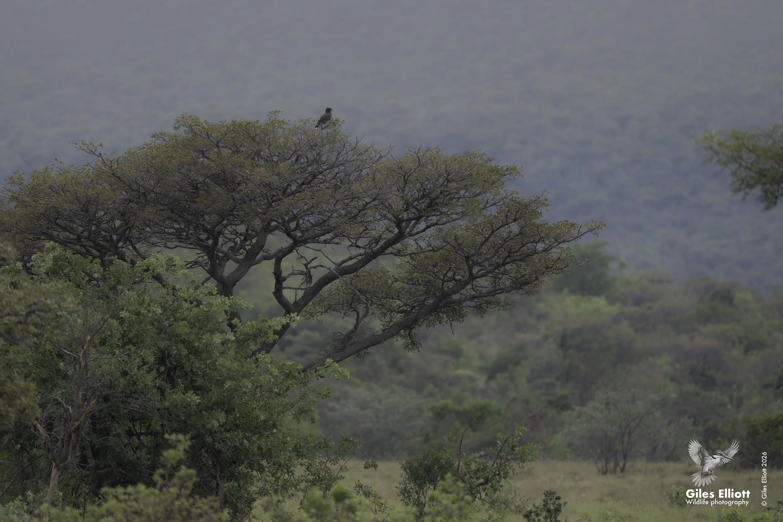 Brown snake eagle