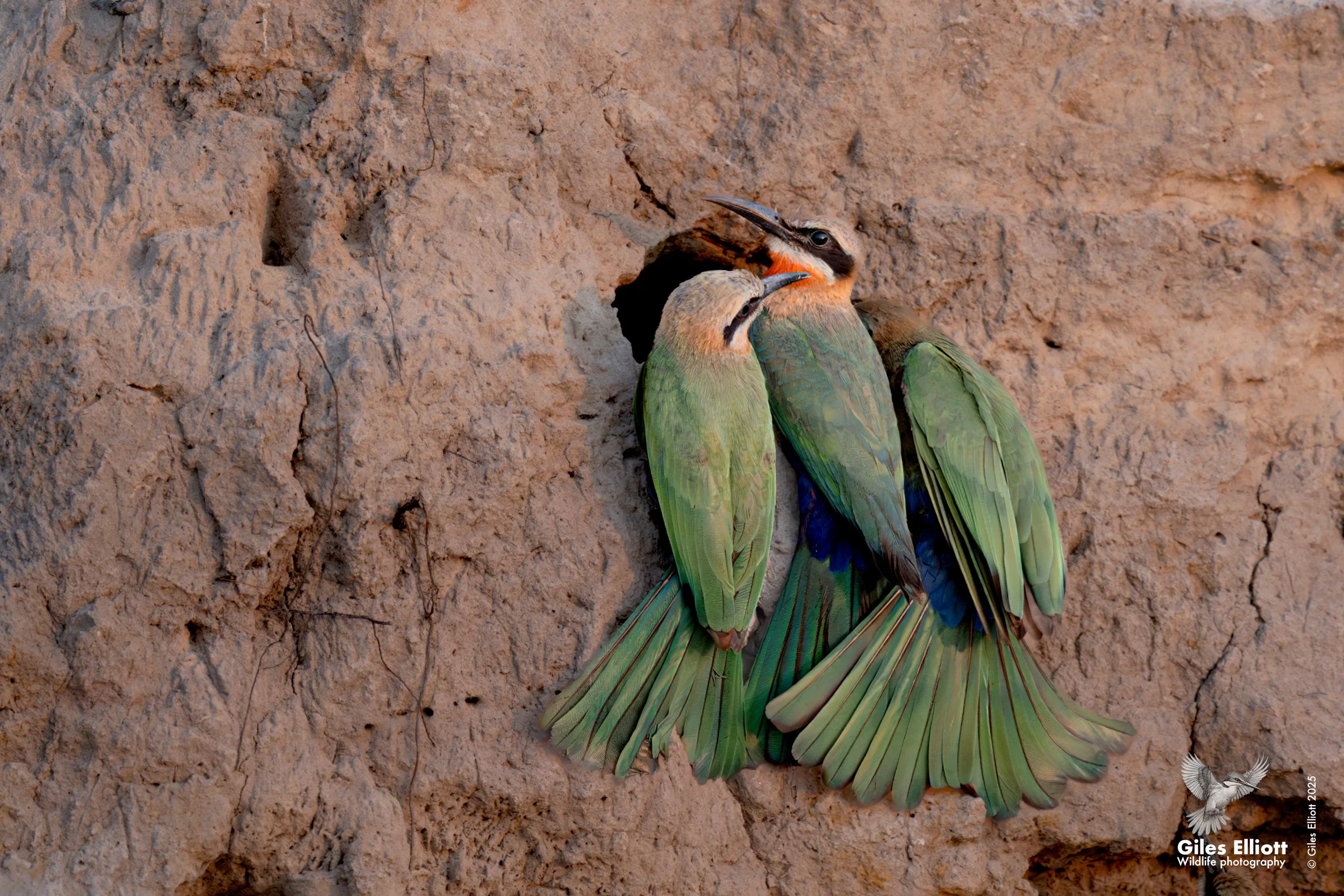 White-fronted bee-eater