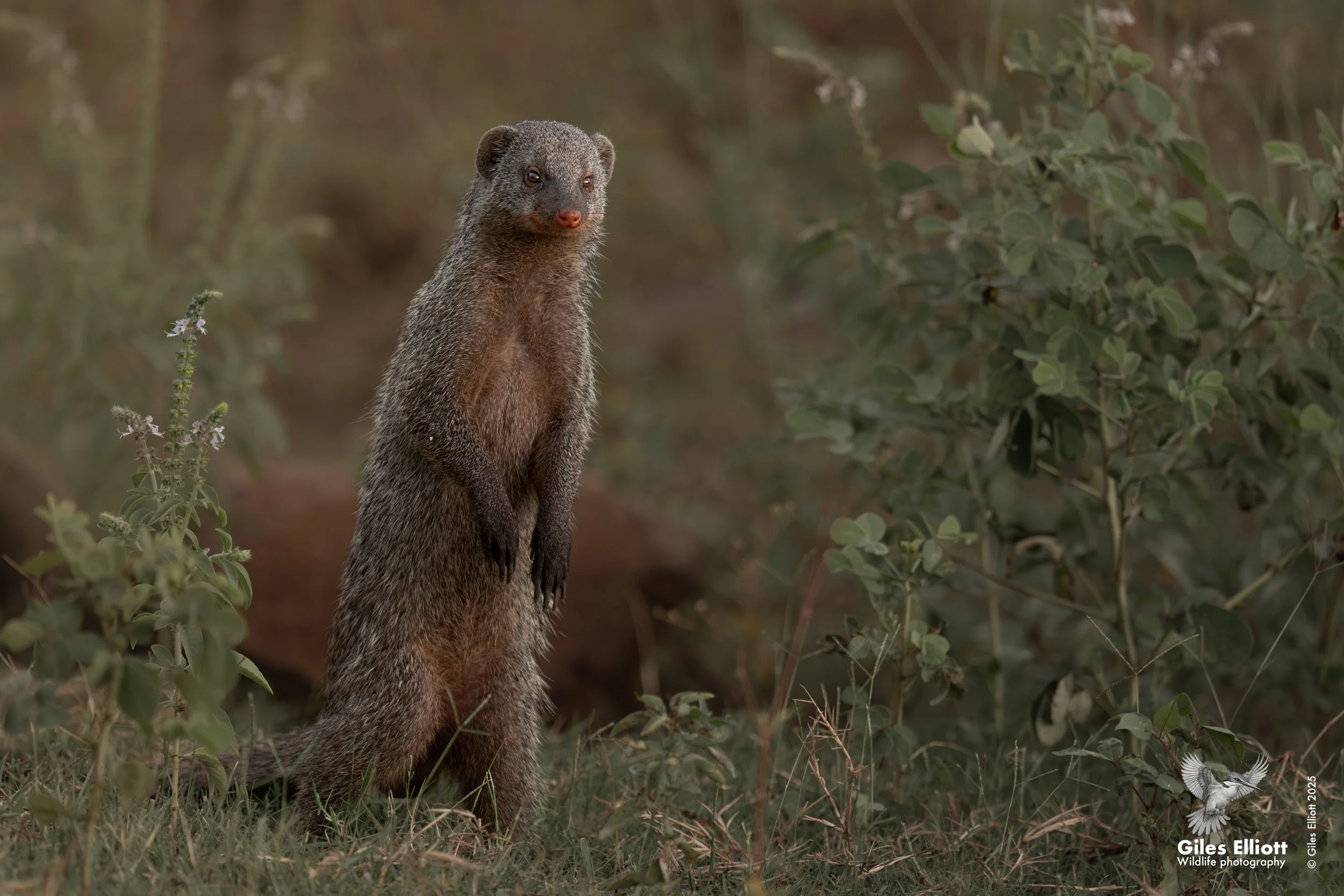A mongoose standing upright on the ground amidst grass and bushes, looking to the side.