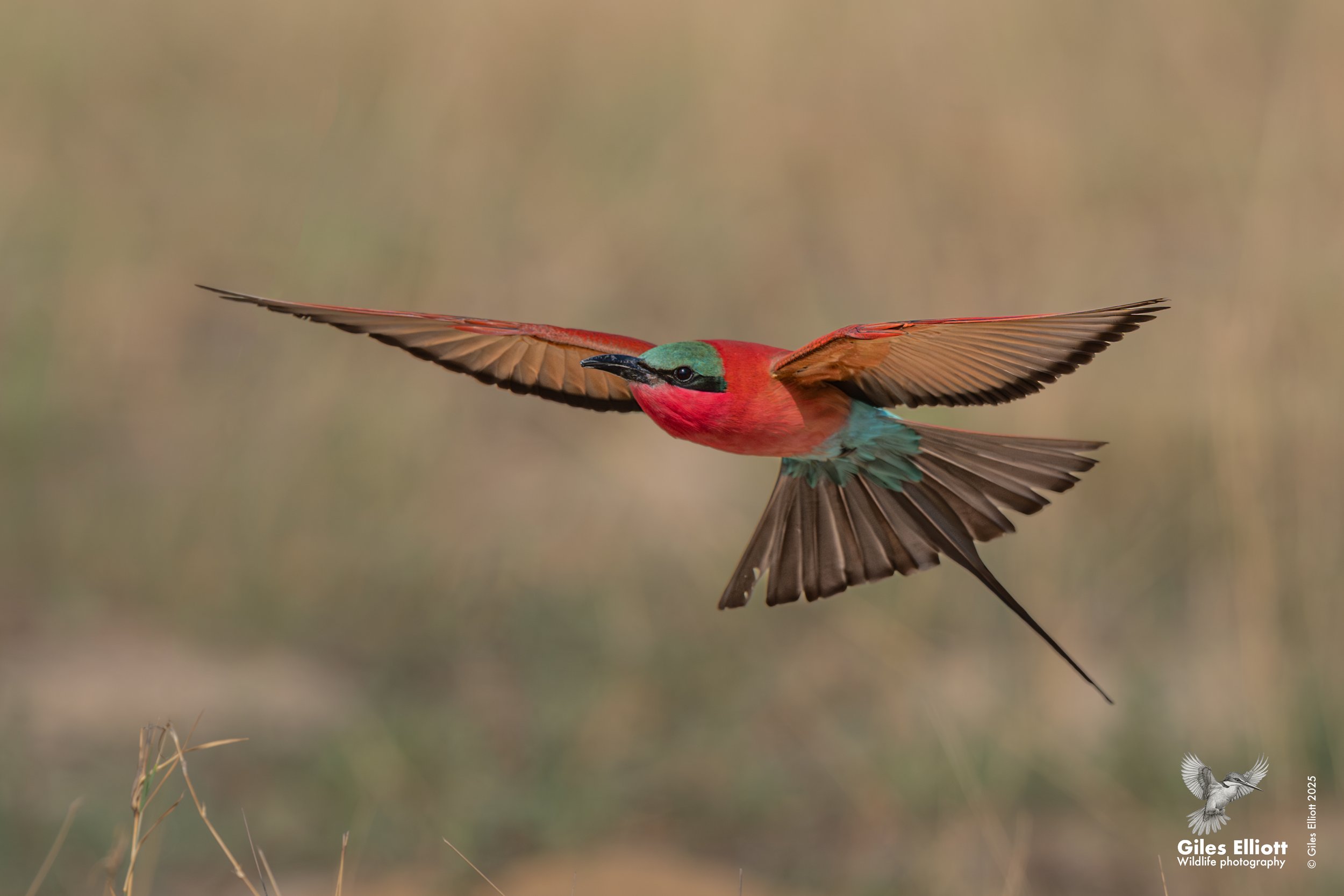 Southern Carmine Bee-eater