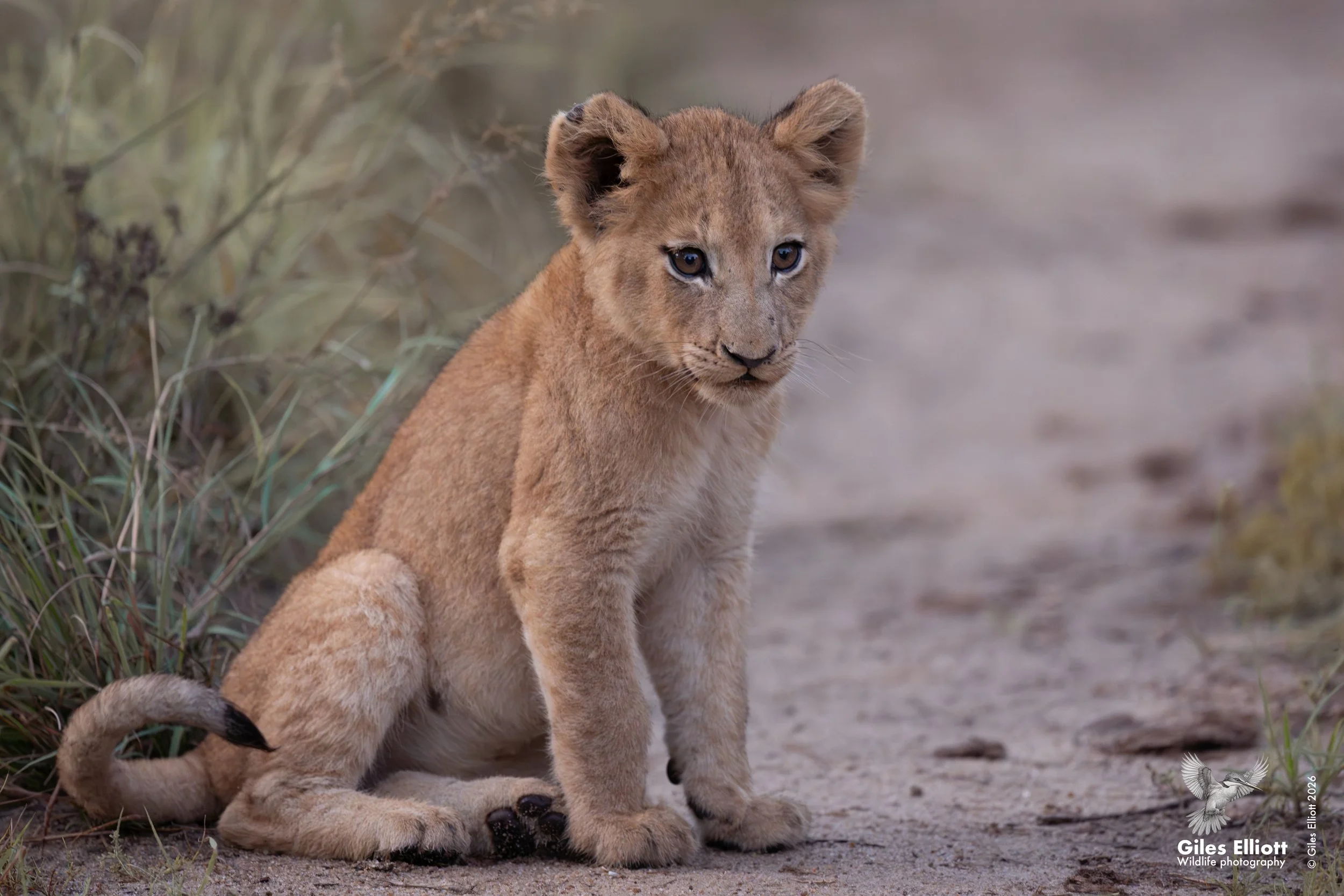 lion cub 12.jpg