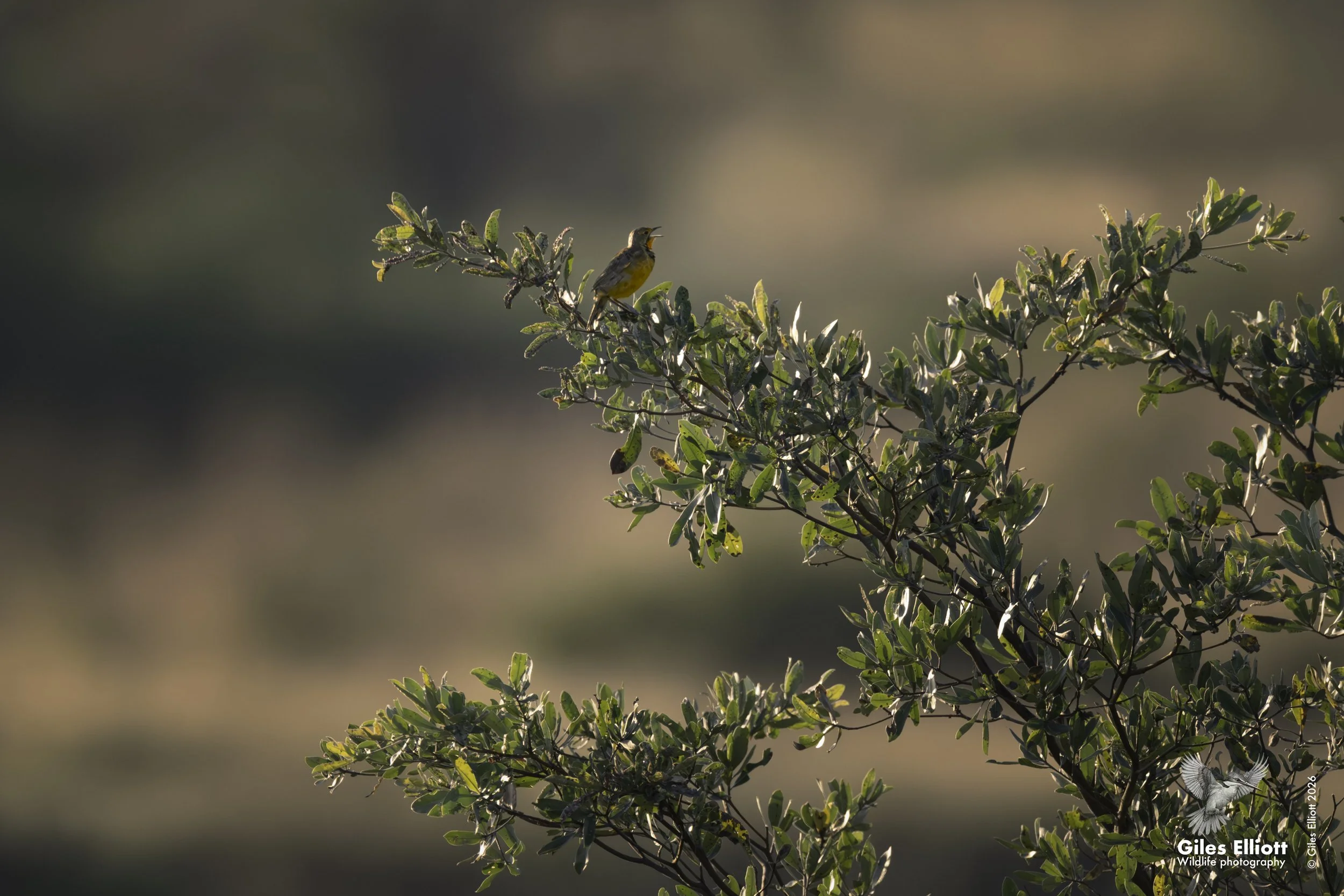 Yellow-throated long claw