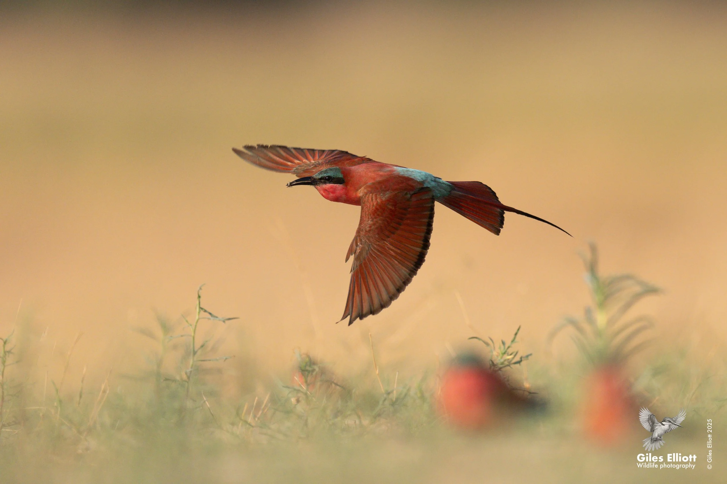 Southern Carmine Bee-eater