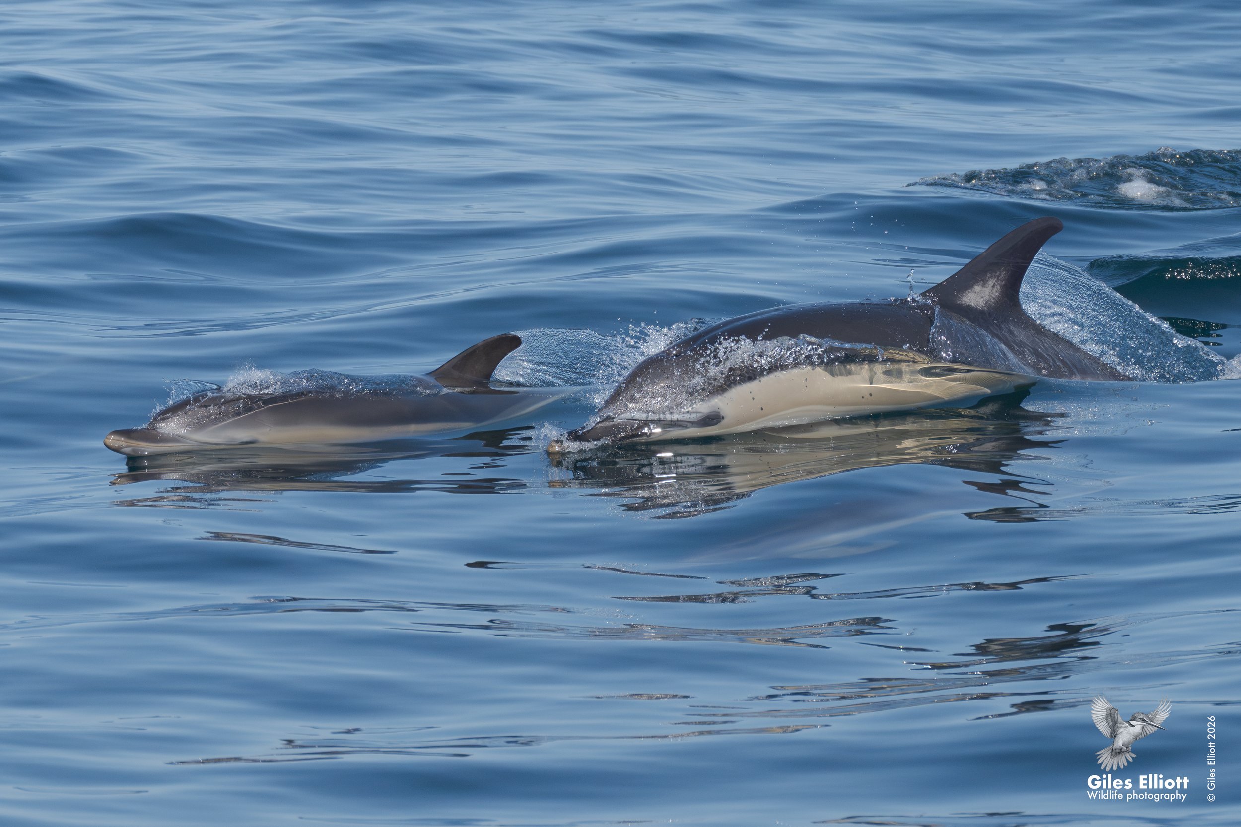Common dolphin