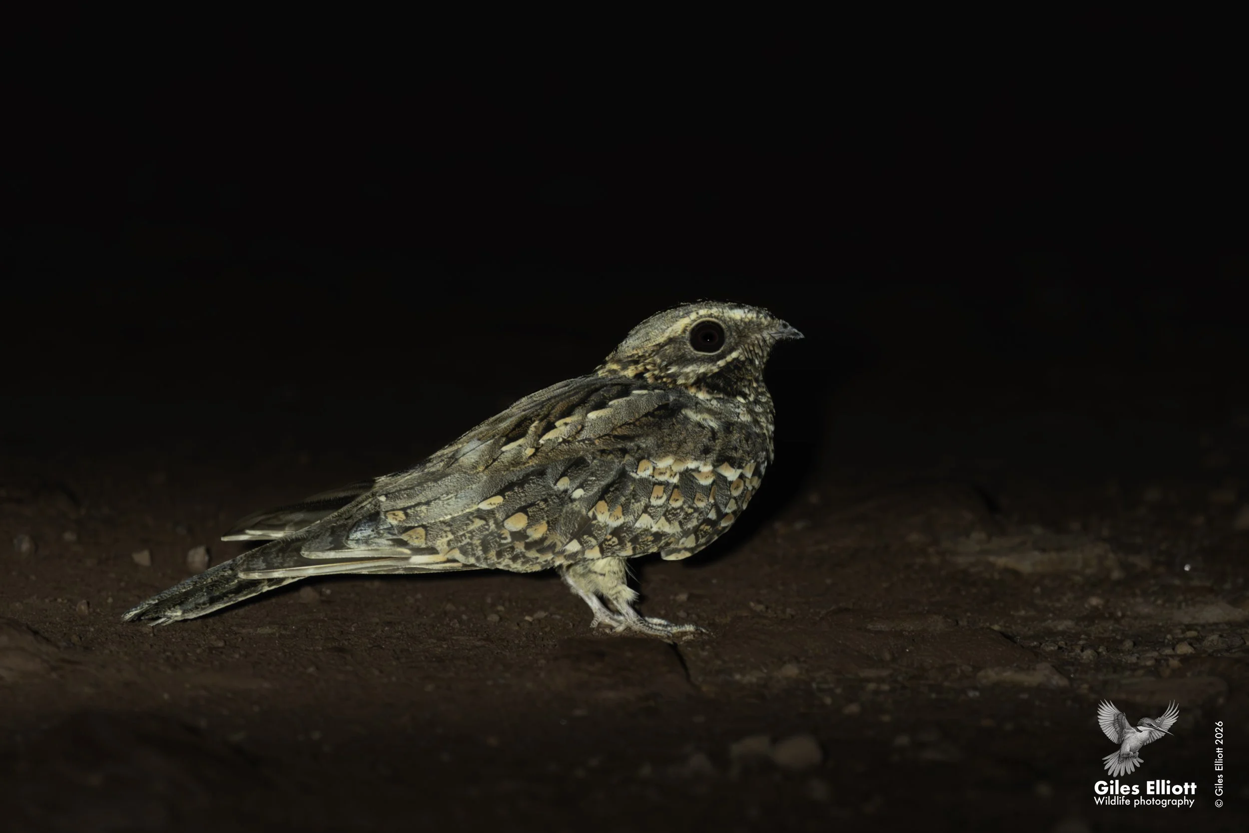 Nightjar