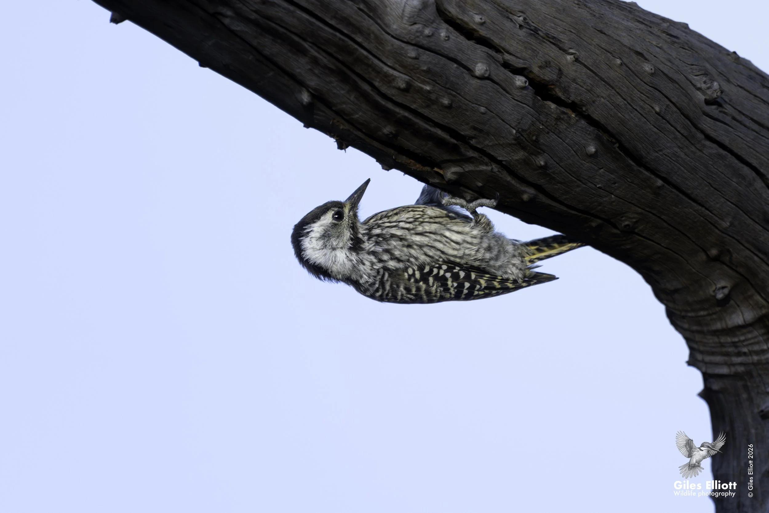 Bearded woodpecker