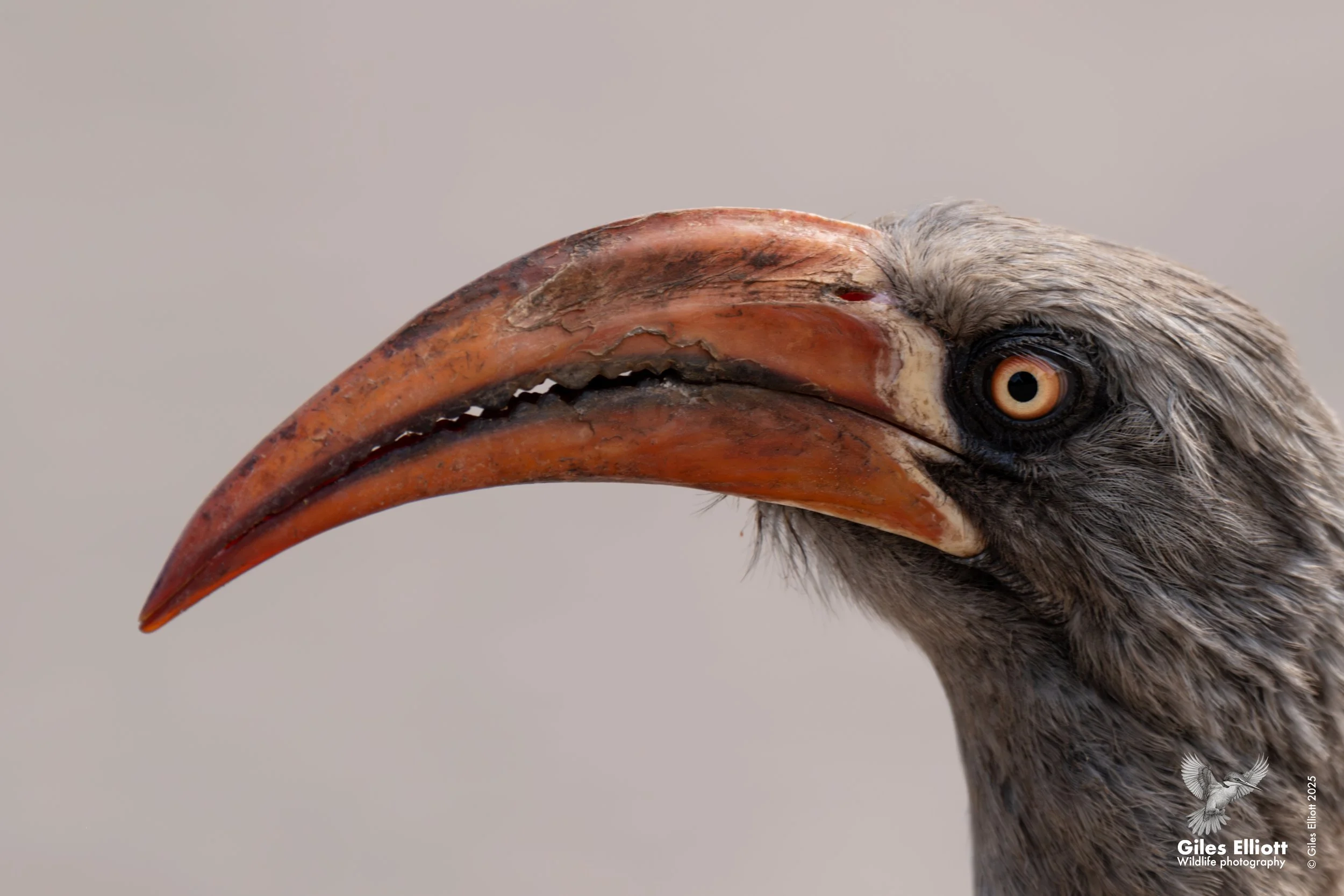 Southern Yellow-billed Hornbill