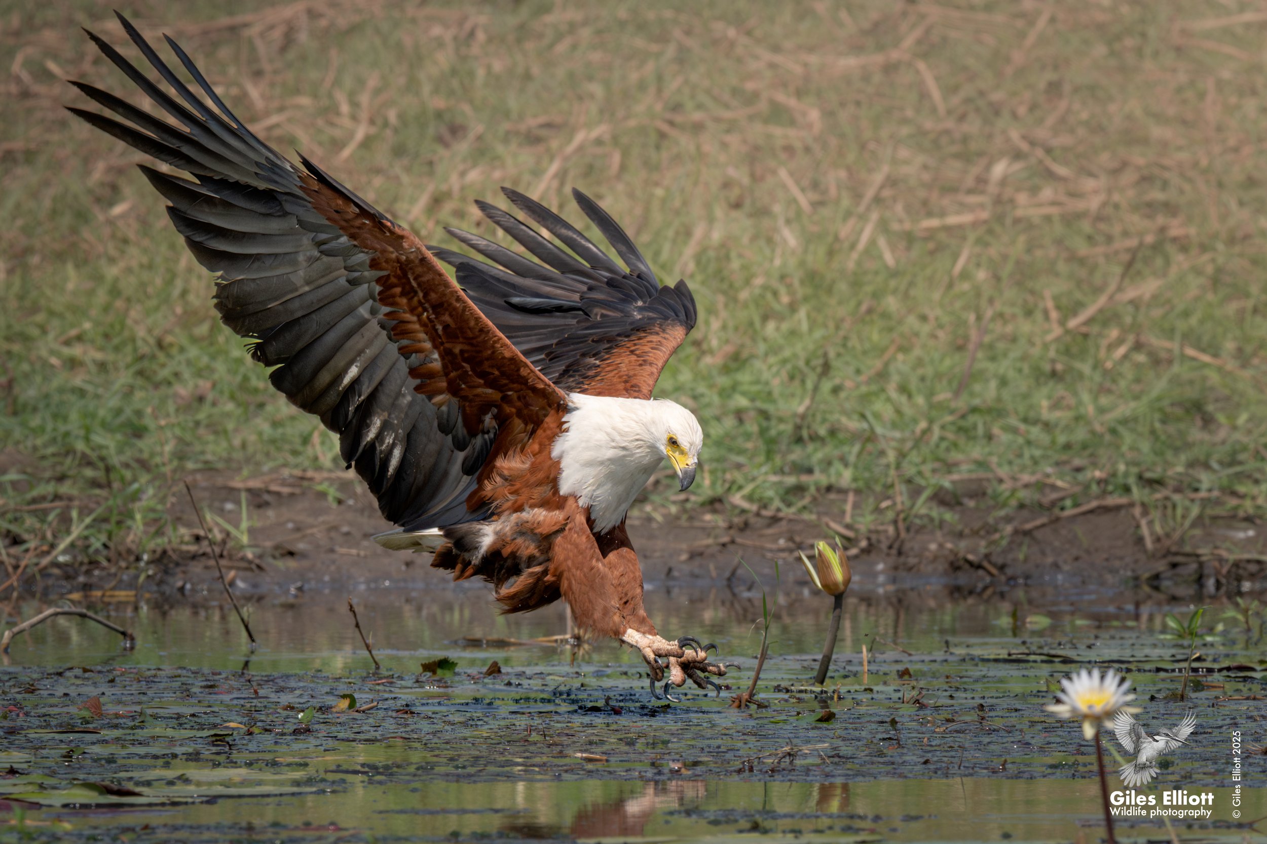 African fish eagle