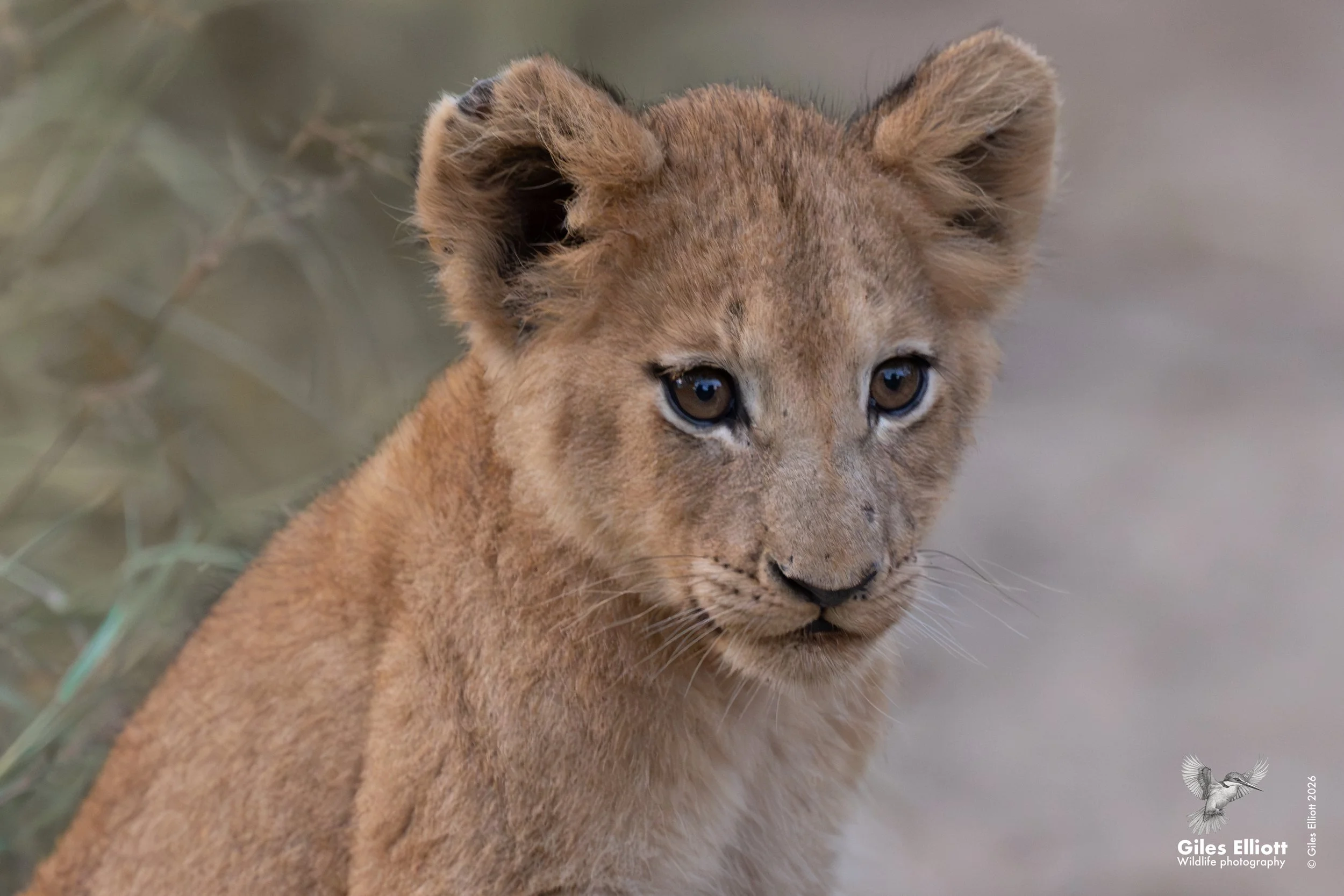 lion cub 12 cu.jpg
