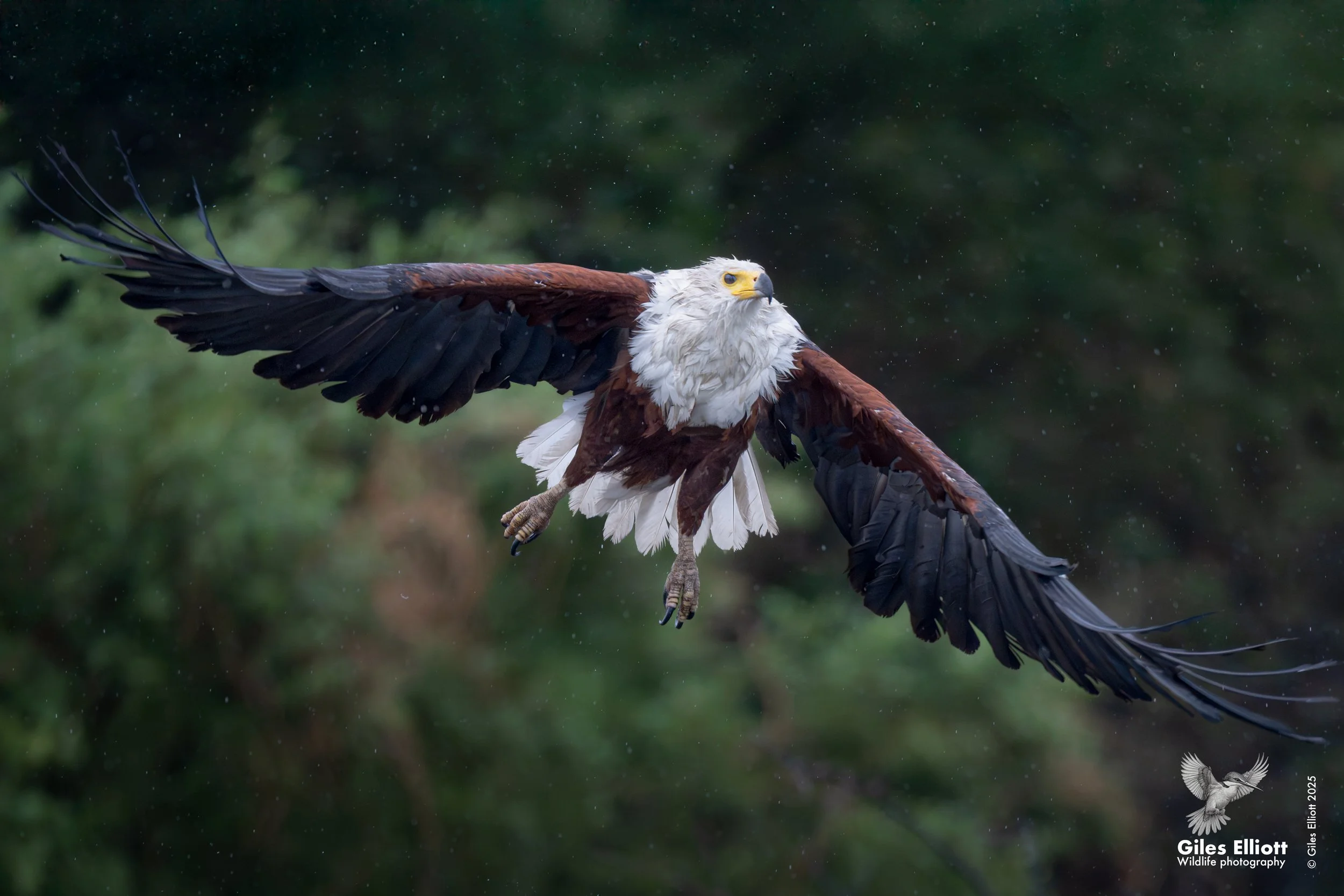 African fish eagle