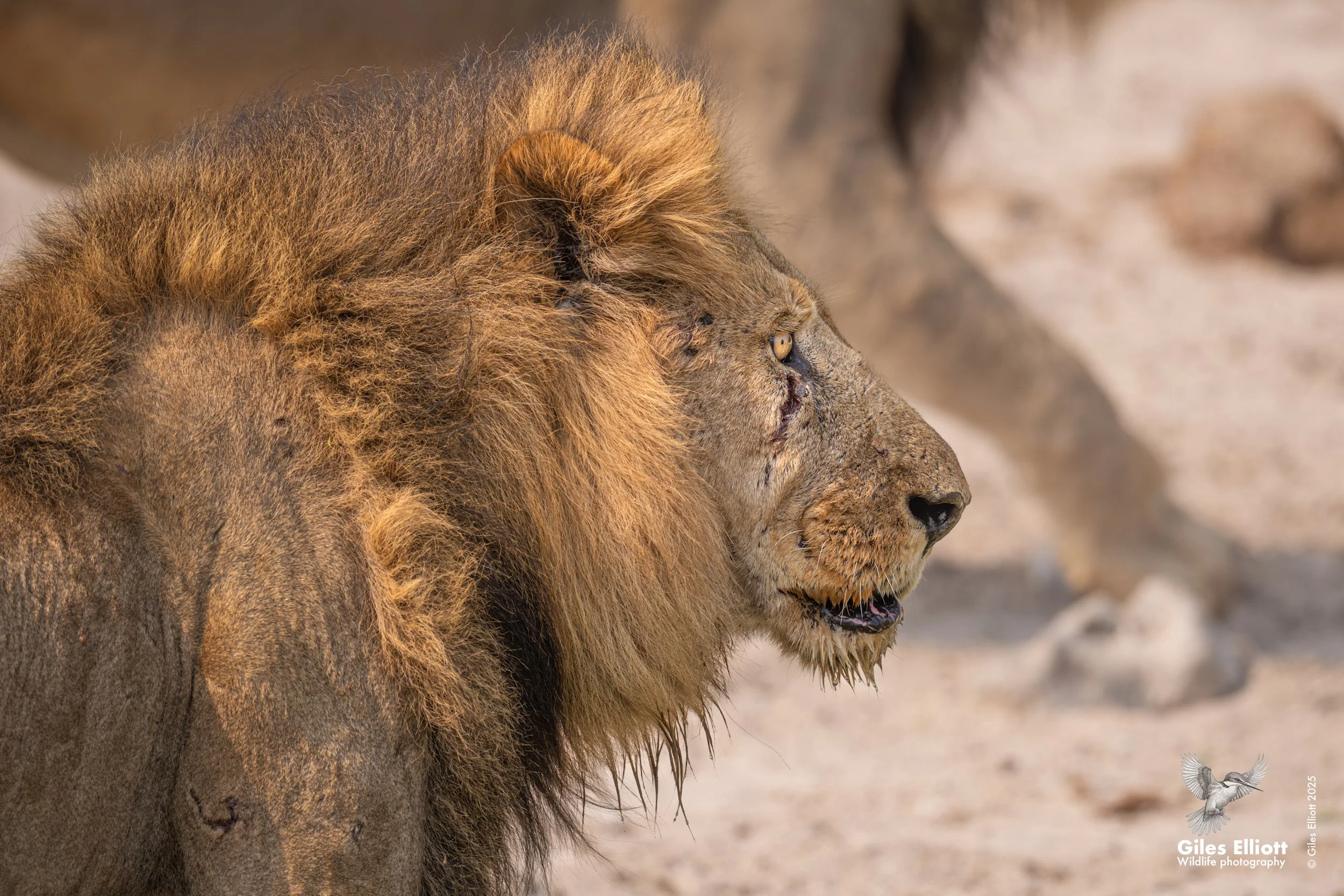 lion after drinking.jpg