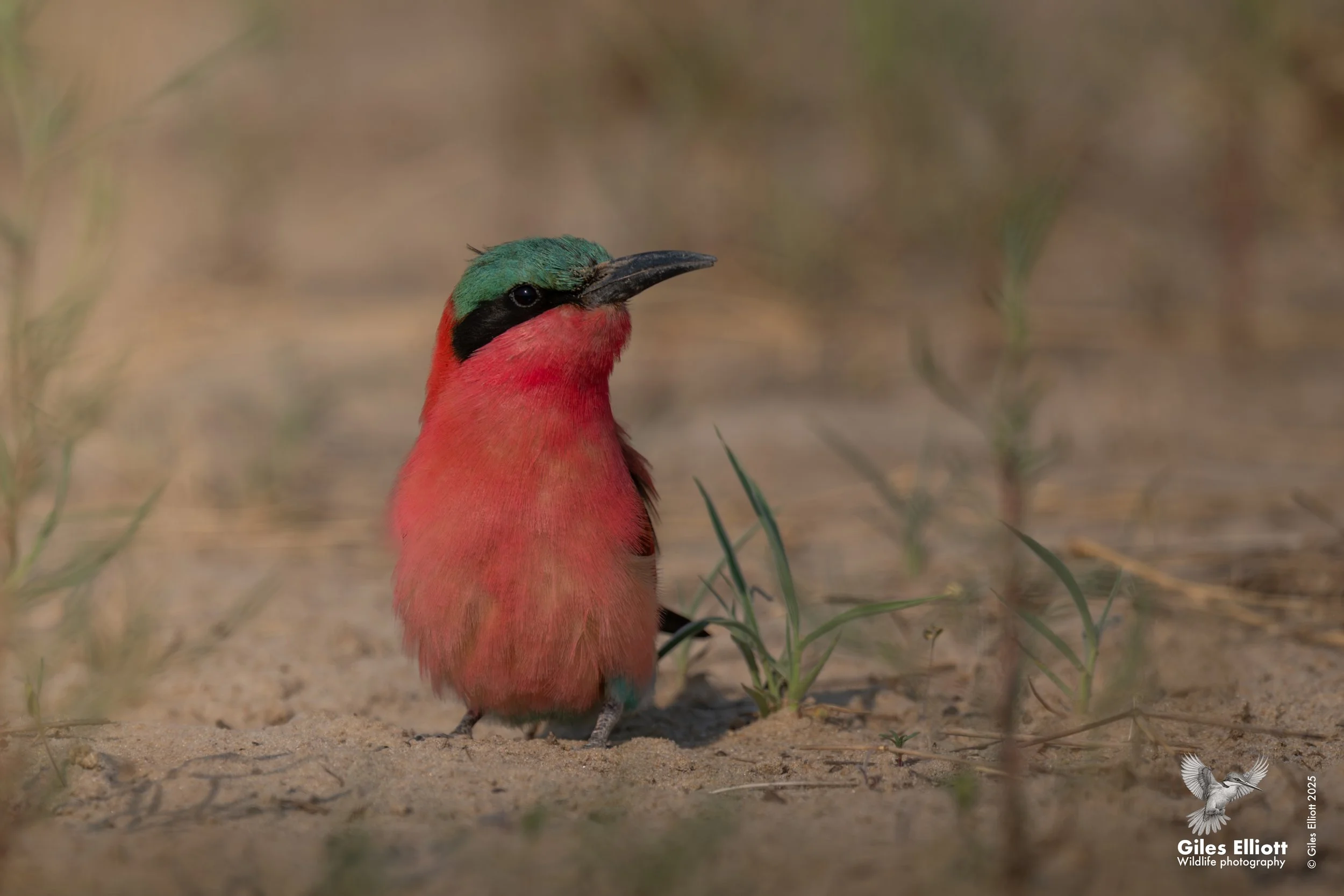 Southern Carmine Bee-eater