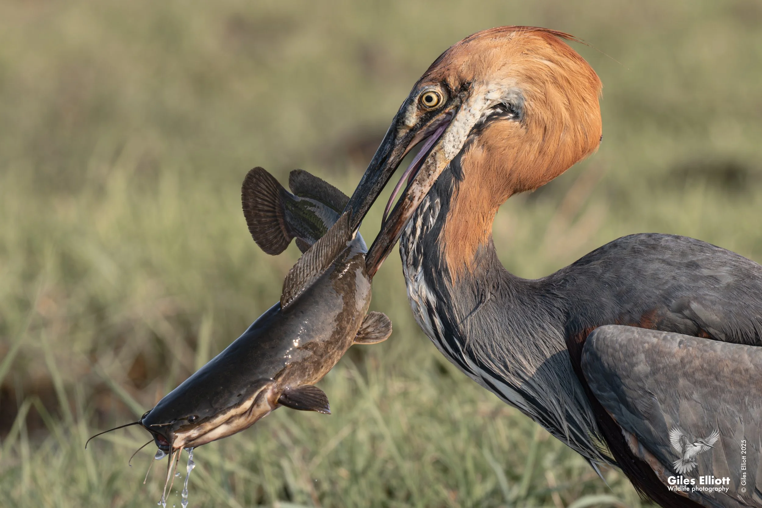 Goliath Heron