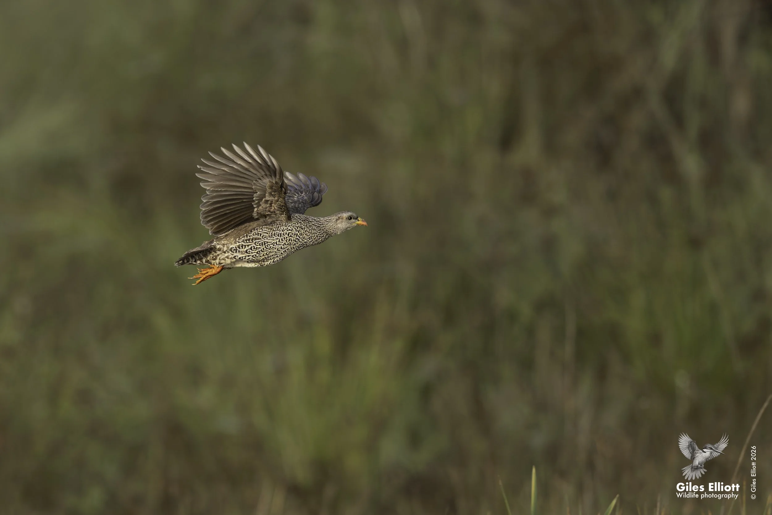 Natal spurfowl
