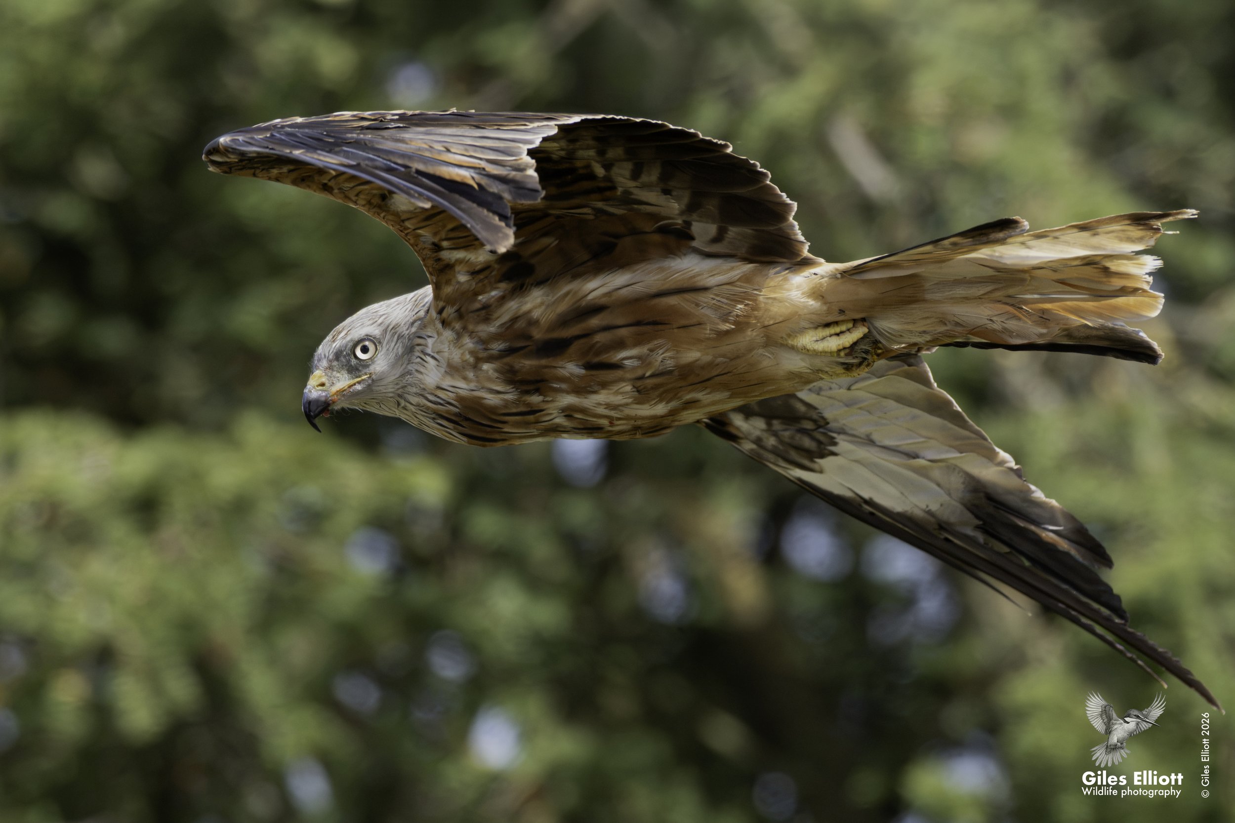 Red kite