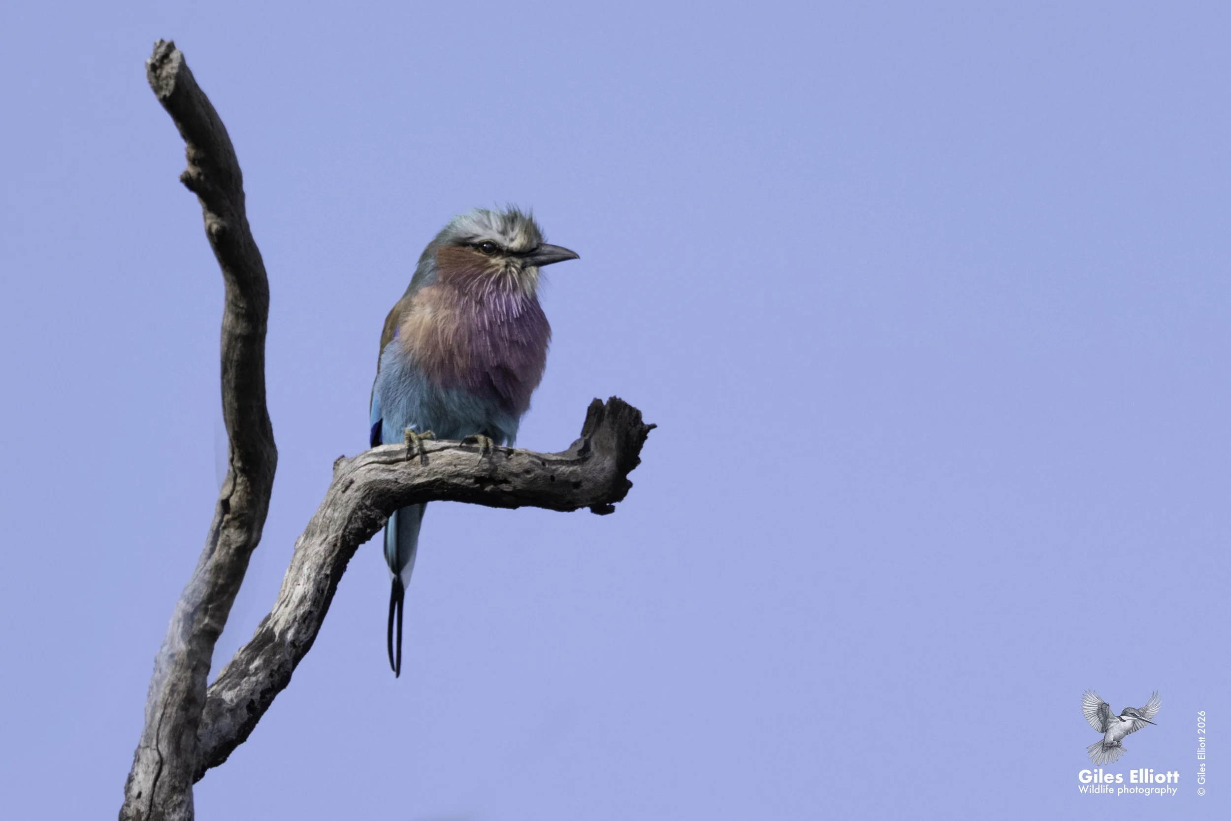 Lilac-breasted roller