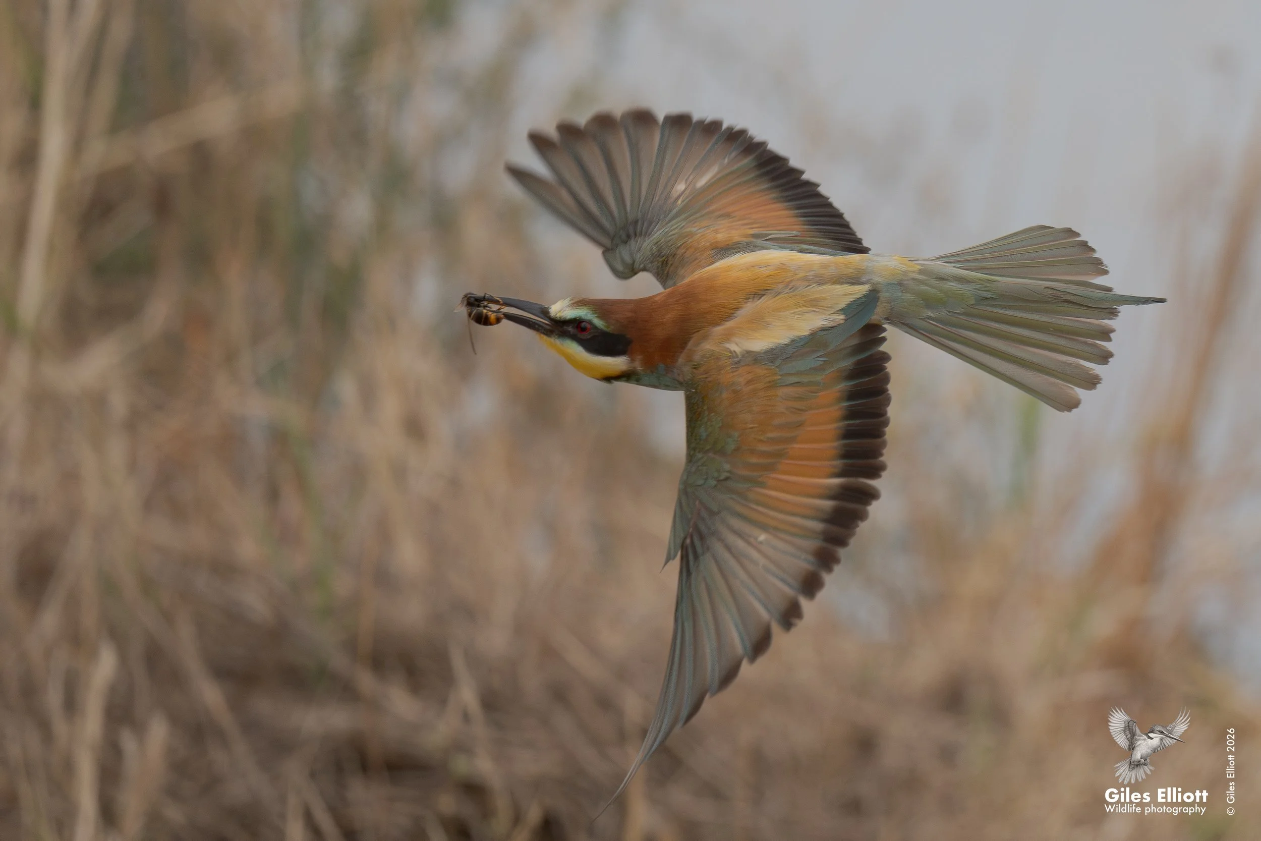 bee eaters 54.jpg