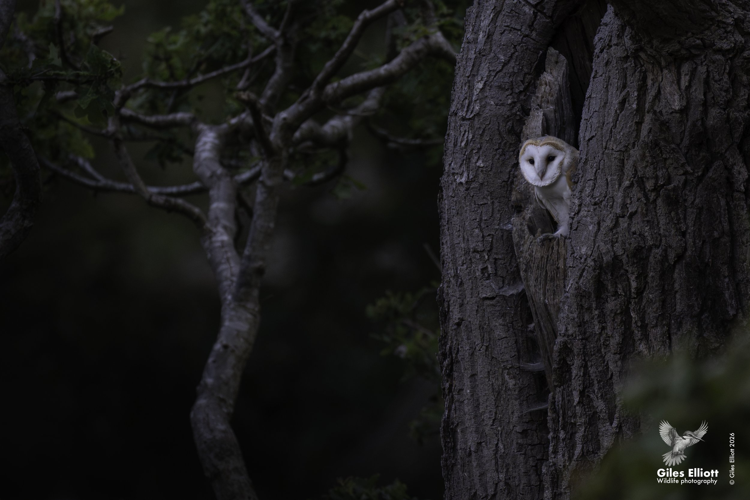 Barn owl