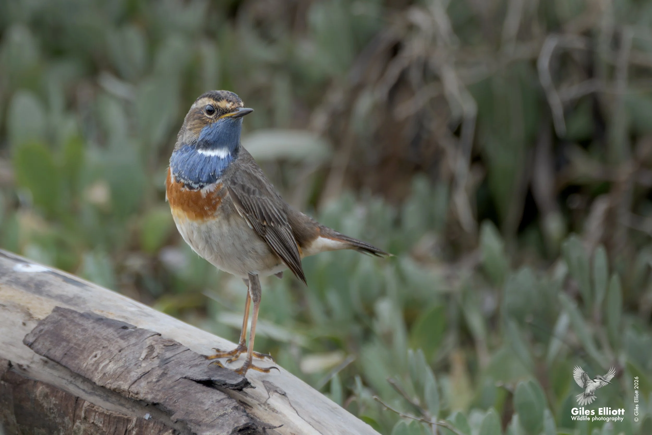 Bluethroat. Obidos lagoon, Portugal. January 2026