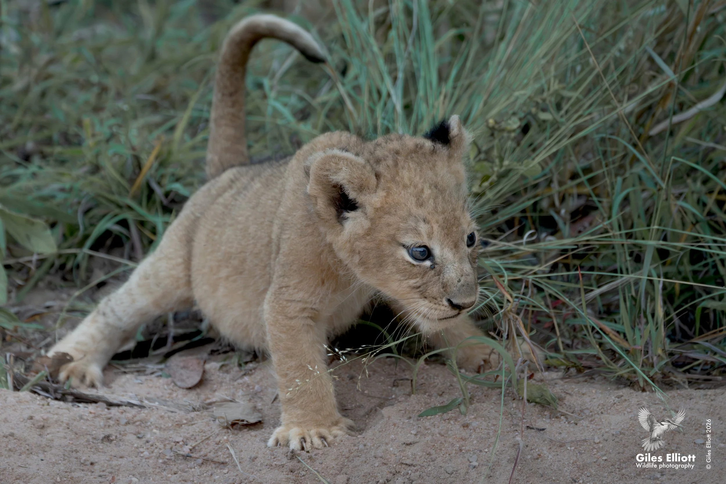 lion cub 18.jpg