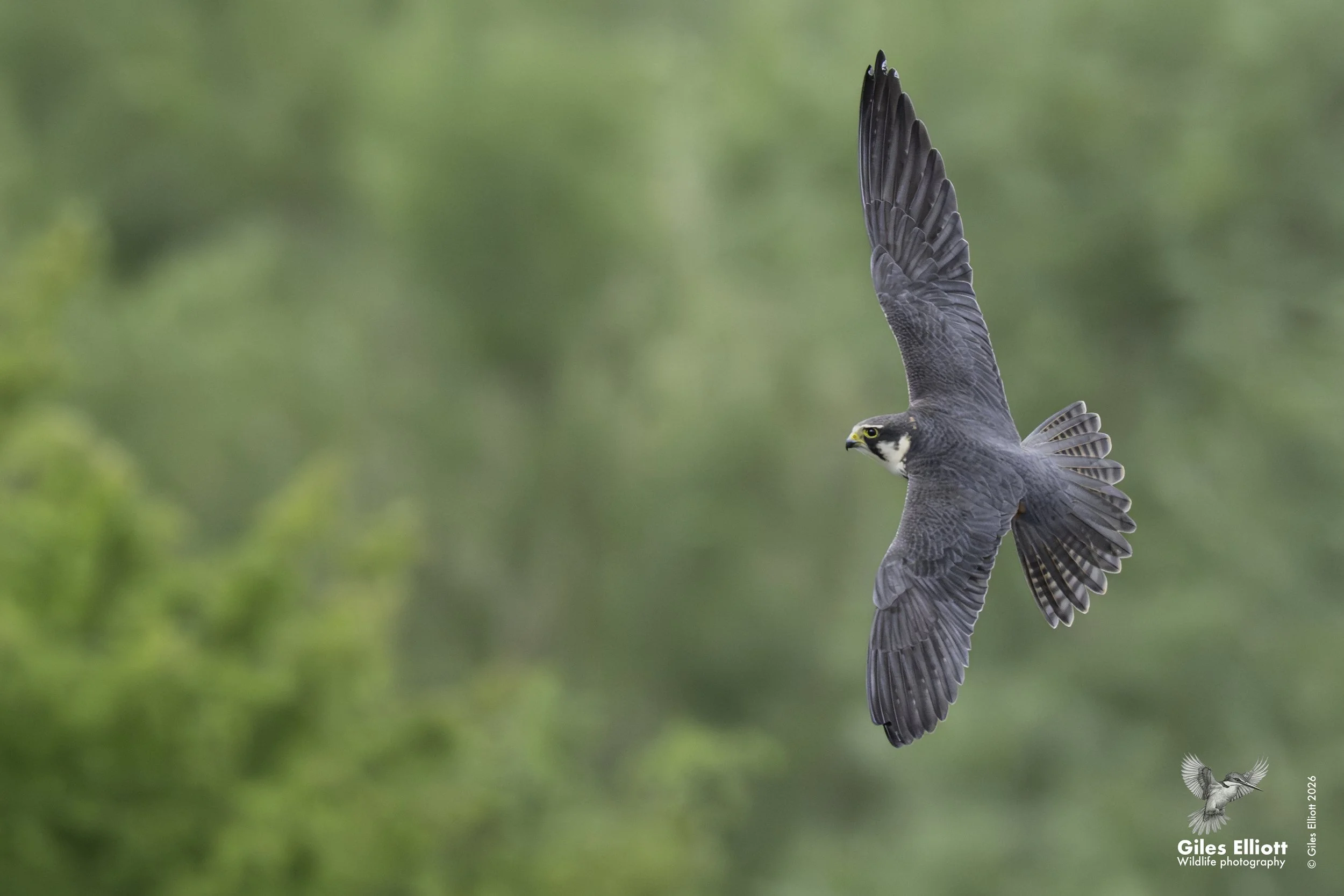 Hobby